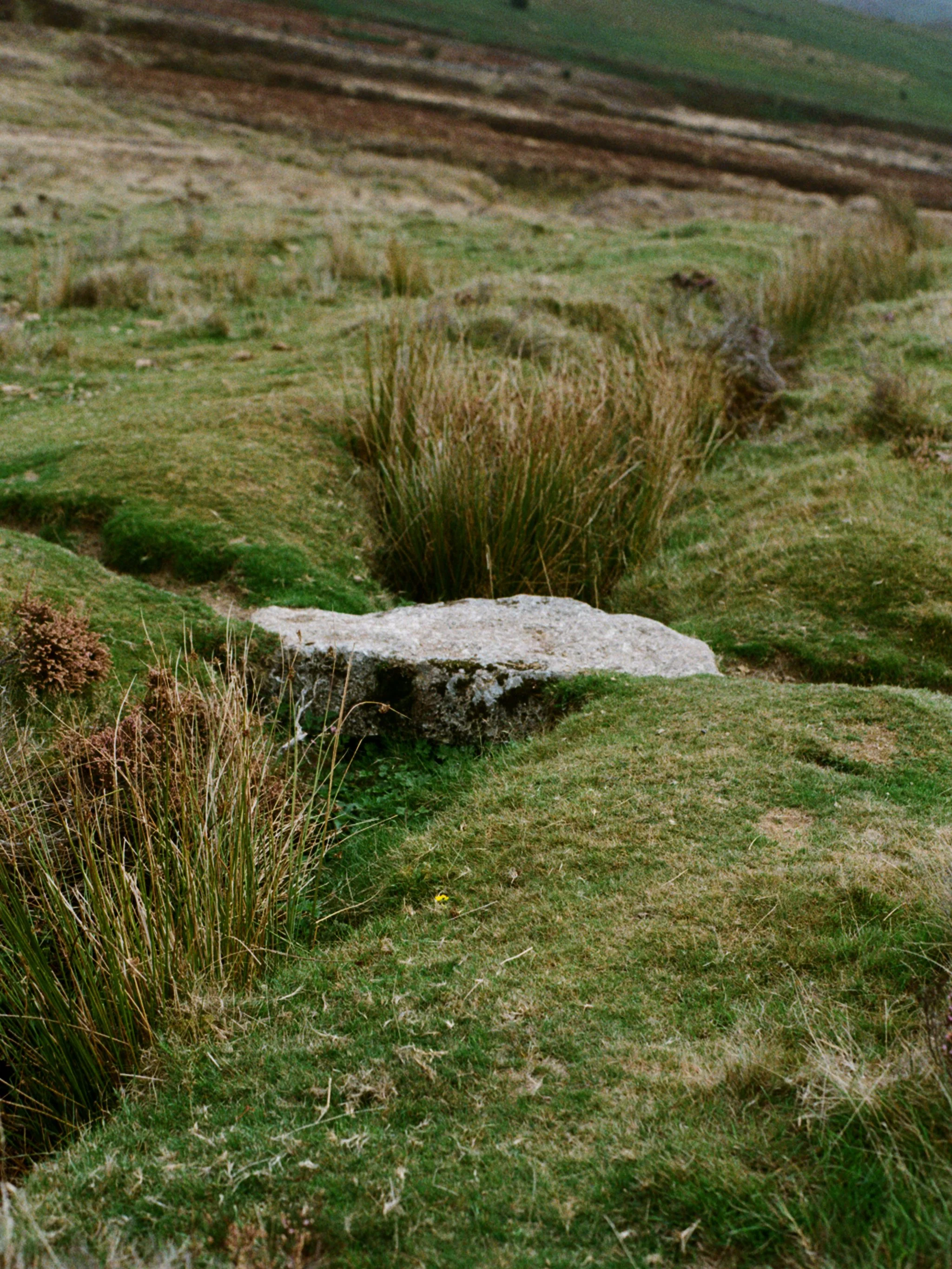 steppingstone.jpg