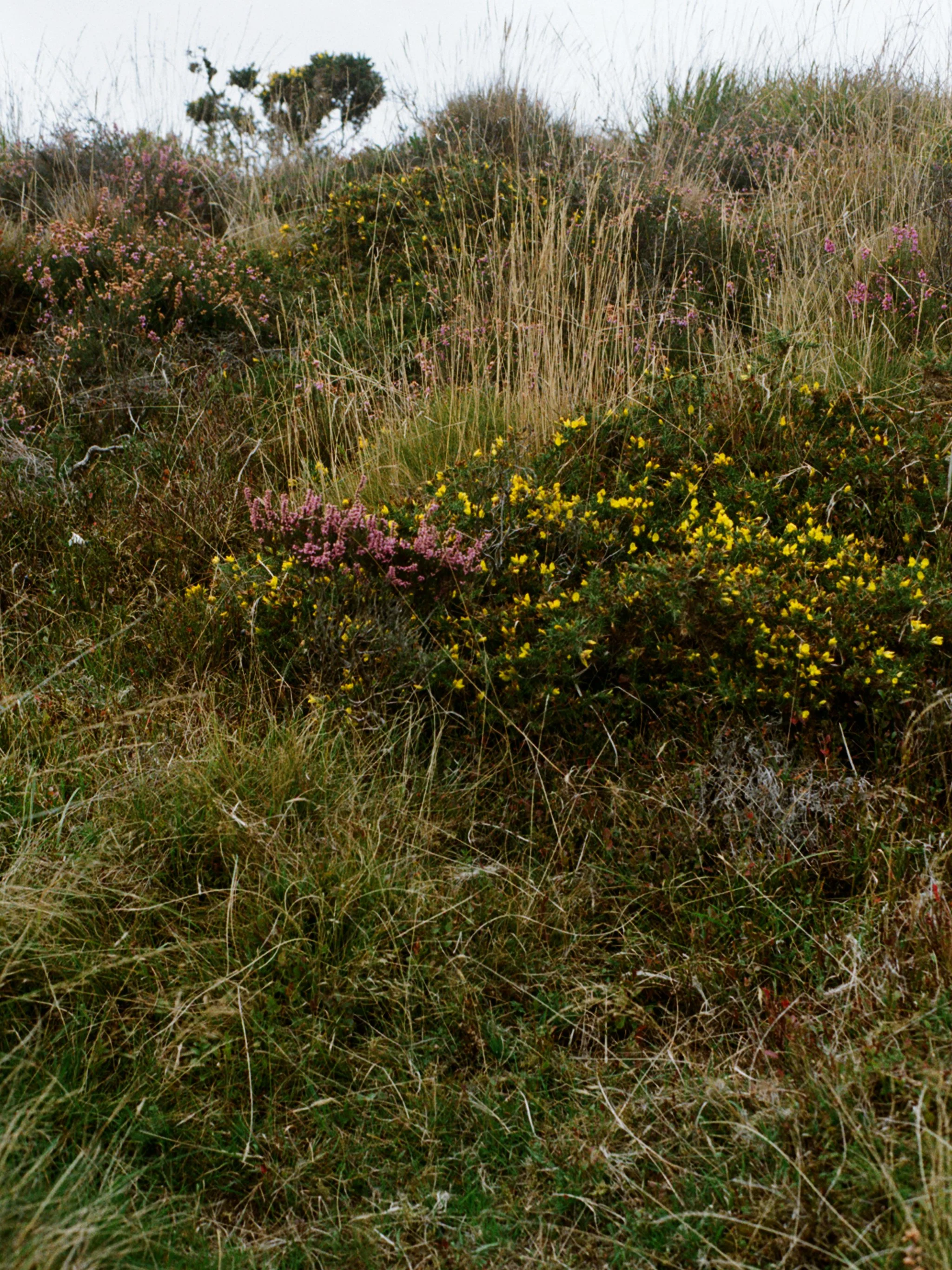 dartmoor.jpg