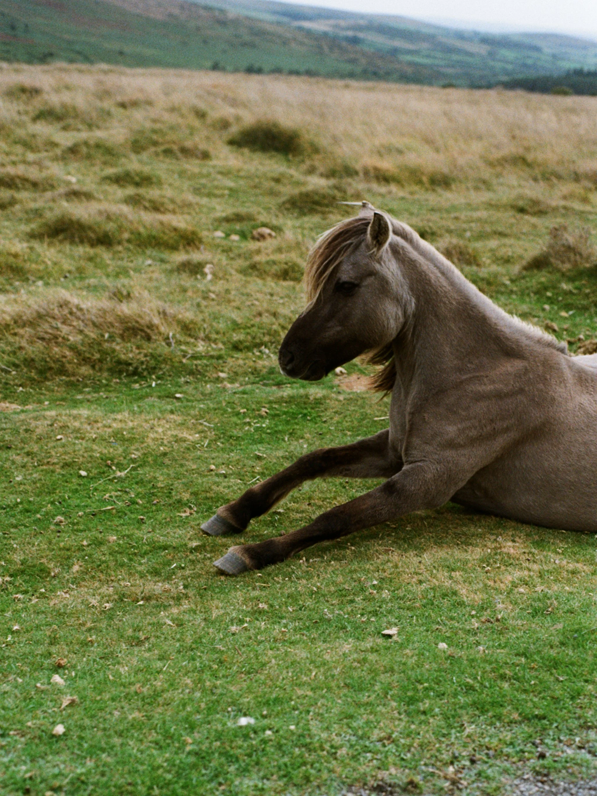 greyfoal.jpg
