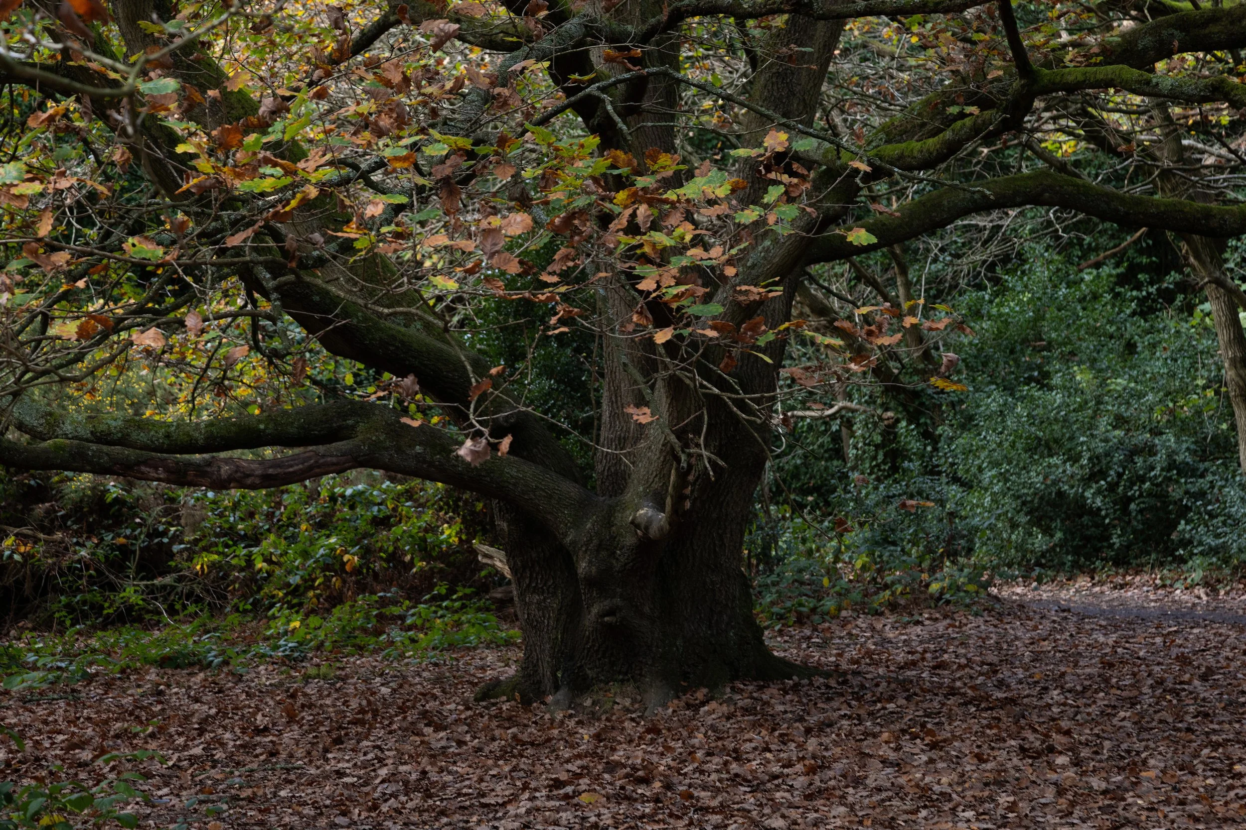 hampstead.jpg