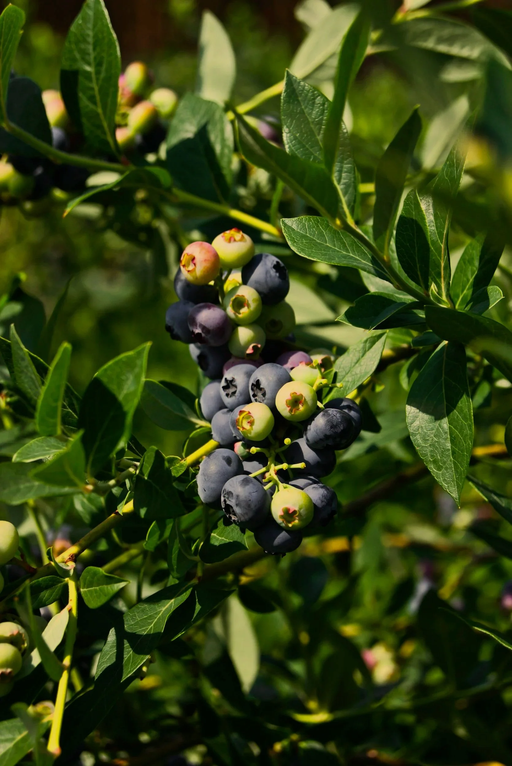 Close-up of a cluster of blueberries growing on a bush, with some ripe and some unripe, surrounded by green leaves.