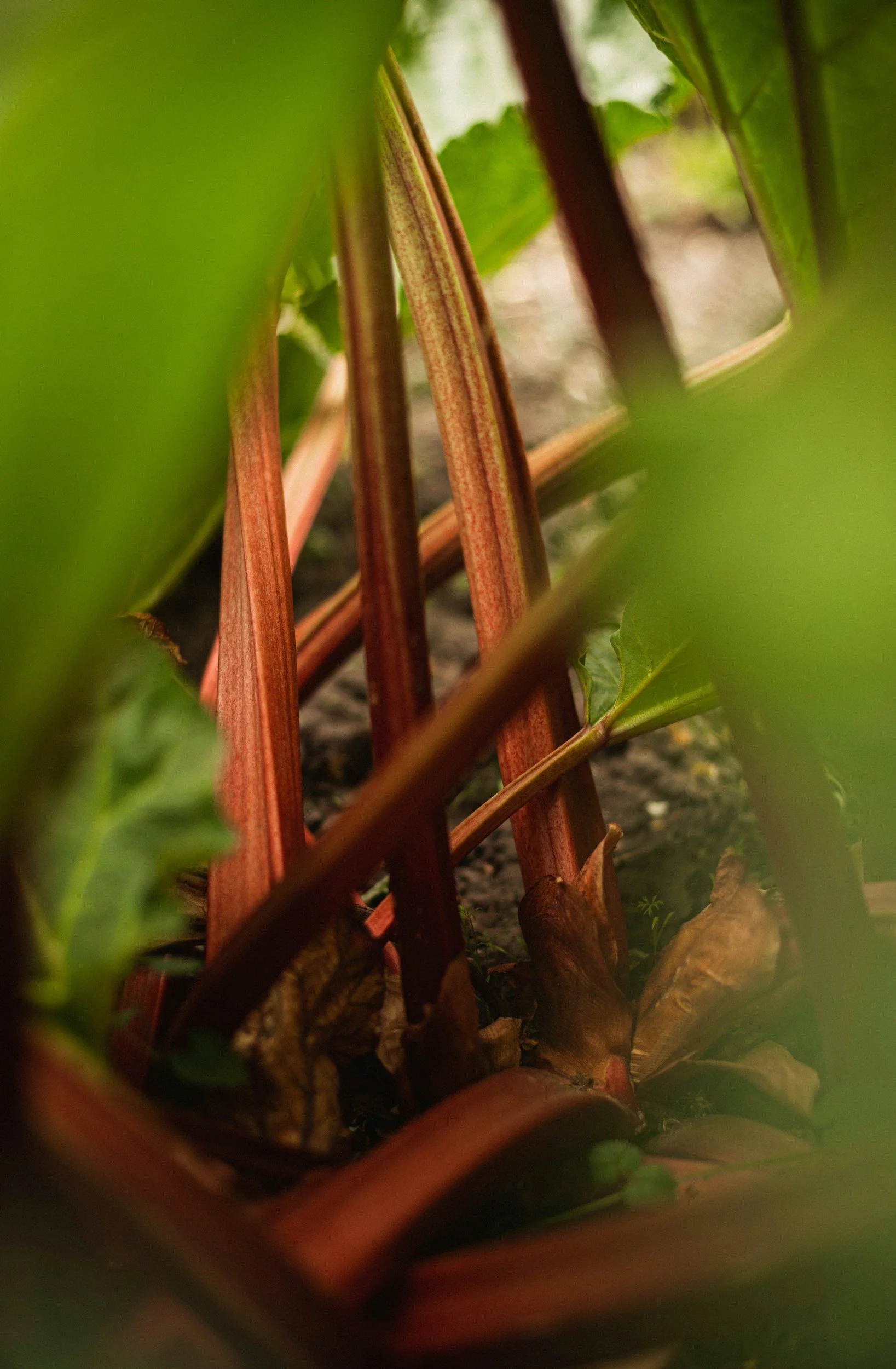 Close-up view of plant stems and green leaves in a garden or natural setting.