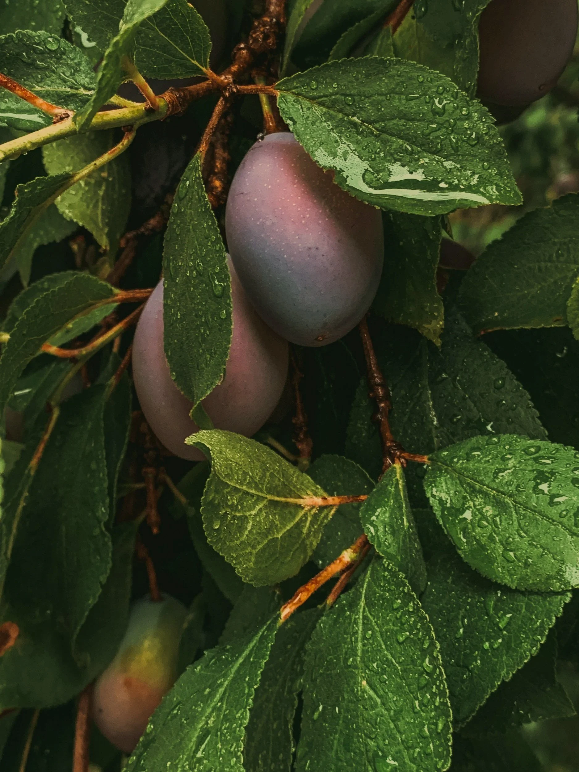 Close-up of a plum fruit on a tree with green leaves and raindrops.