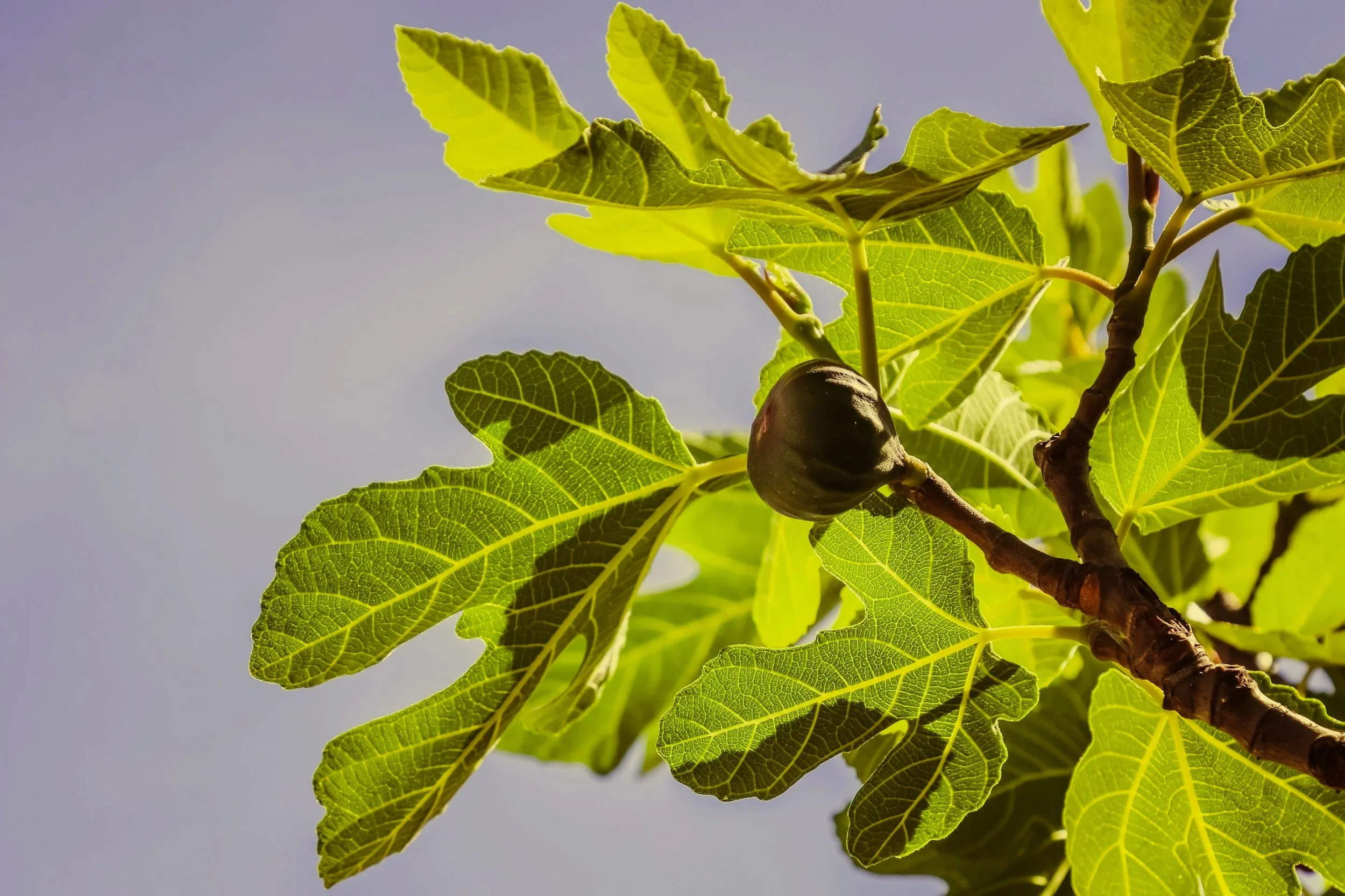 Close-up of fresh green fig leaves with sunlight highlighting their veins, and a small fig fruit on the branch.