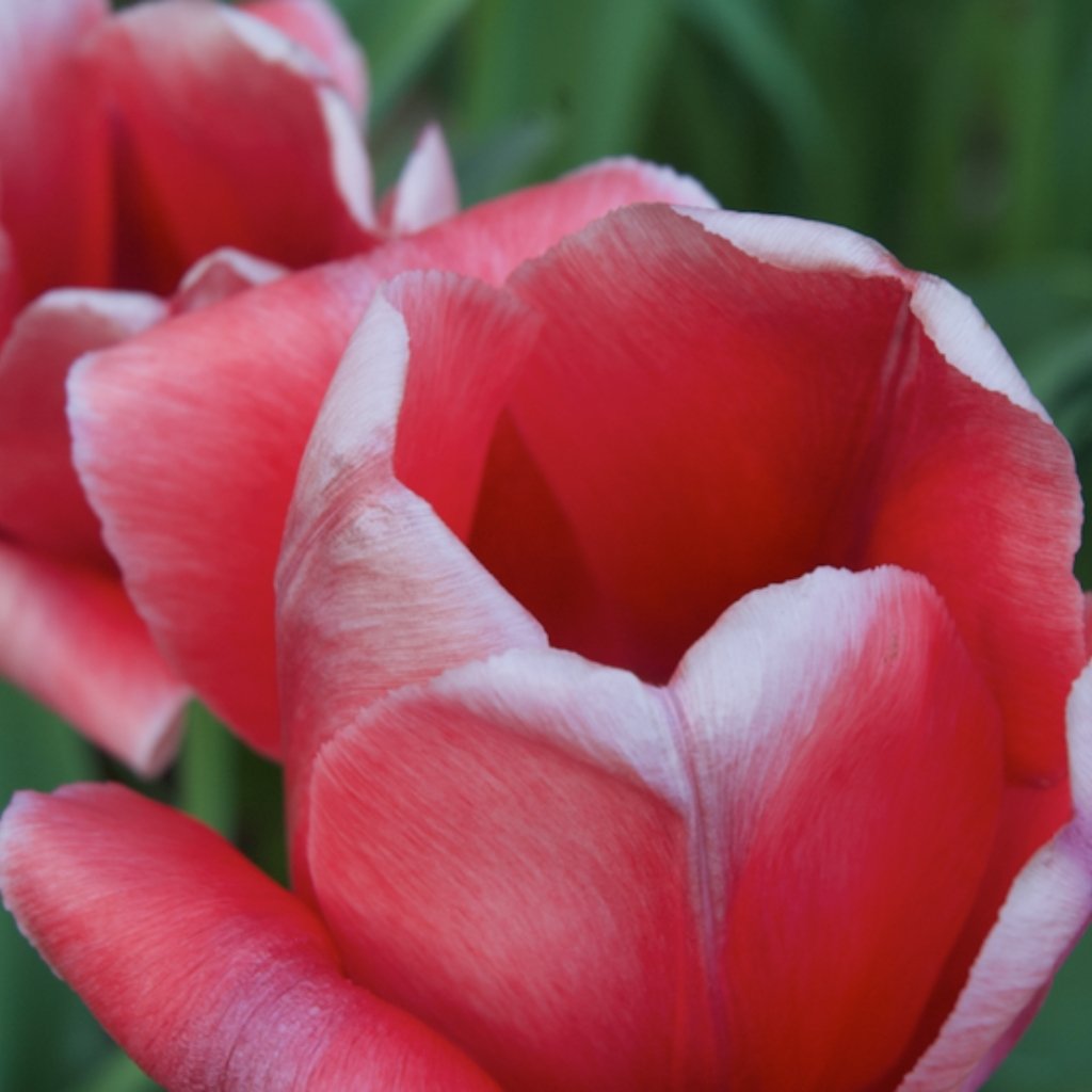 Red rose used as design inspiration during the Sheridonna Designs bespoke creative process.