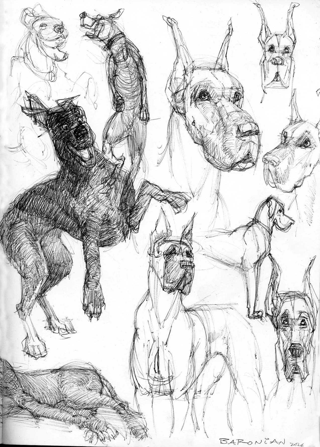 Collection of sketch drawings of various dog breeds, including a German Shepherd, a Boxer, and other breeds, in different poses and angles, created with pencil or pen.