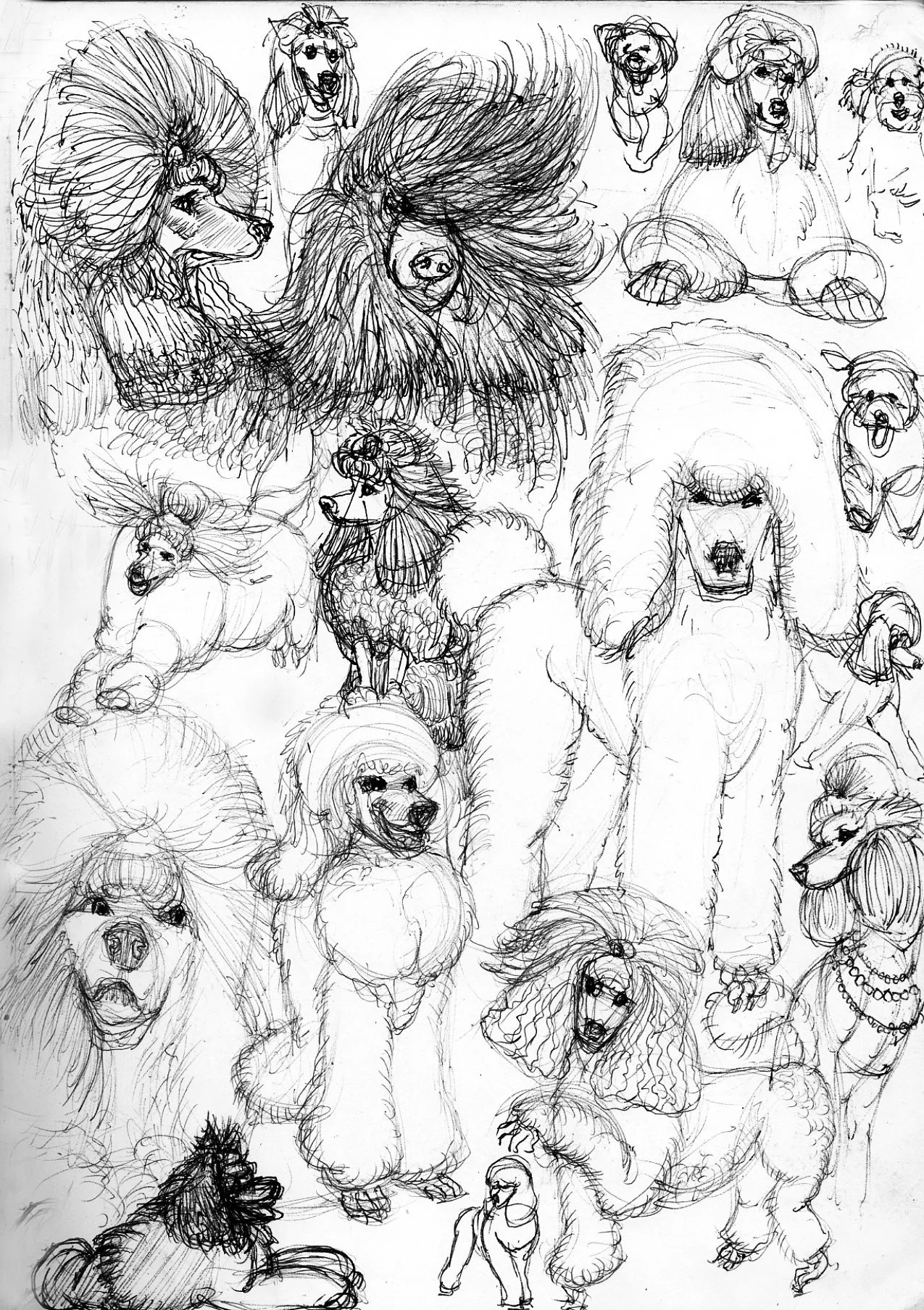 A collection of various sketches of dogs, including poodles, retrievers, and other breeds, with some wearing accessories like necklaces, and one standing on its hind legs. The drawing style is loose and expressive, with overlapping outlines.