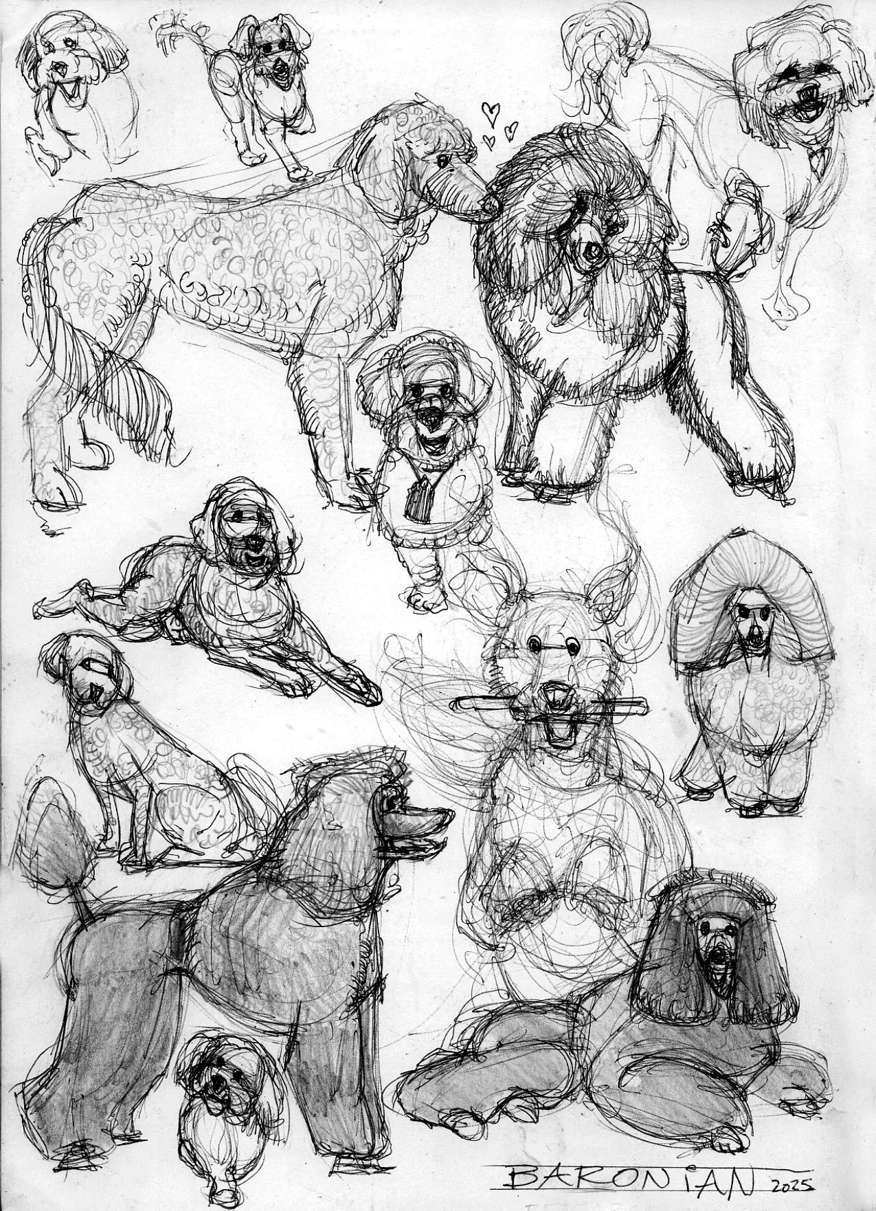 Collection of hand-drawn sketches of various dogs, including poodles, Saint Bernards, spaniels, and bulldogs, in different poses.