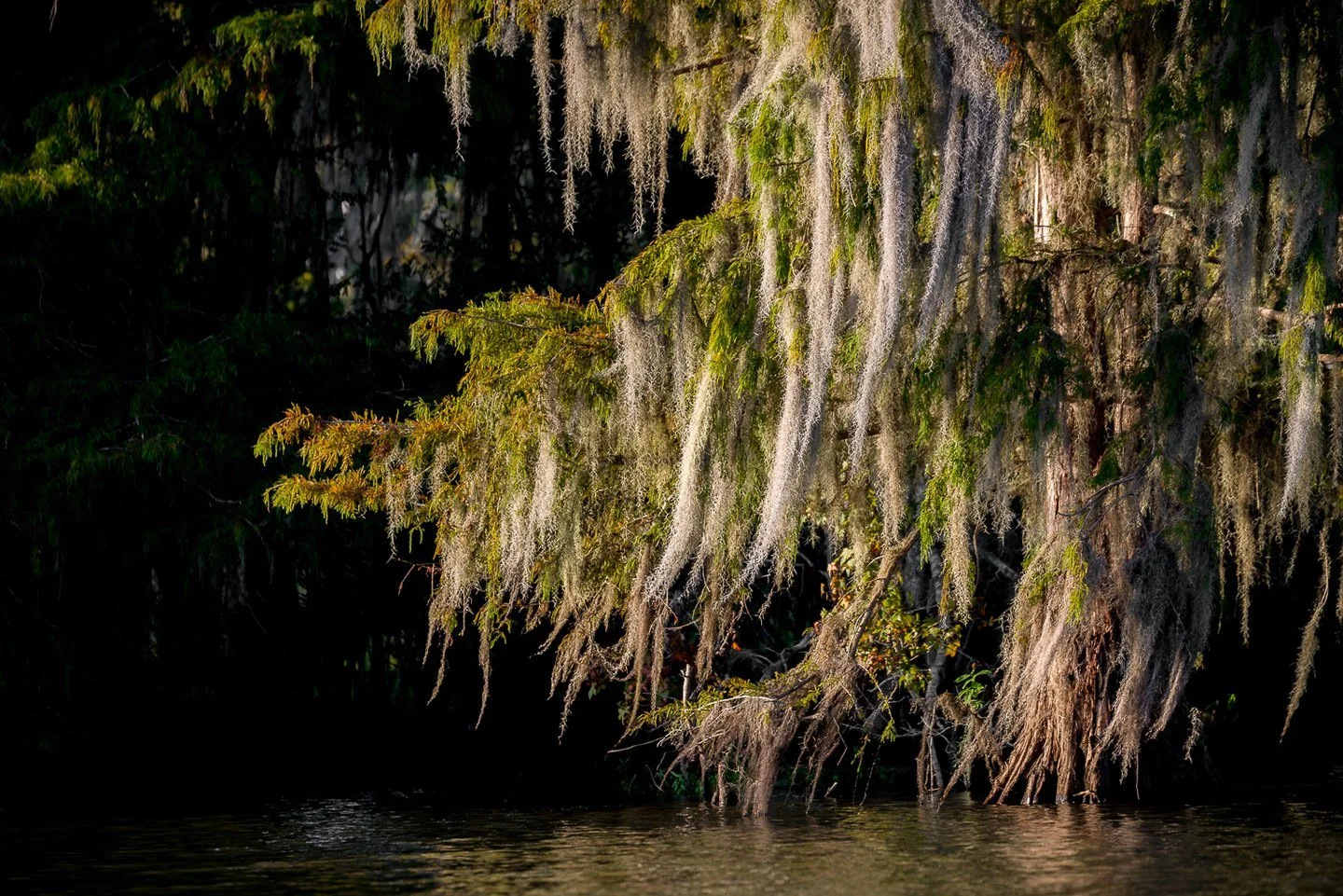 Overhanging moss-covered tree branches hanging above a calm water body in a dense forest.