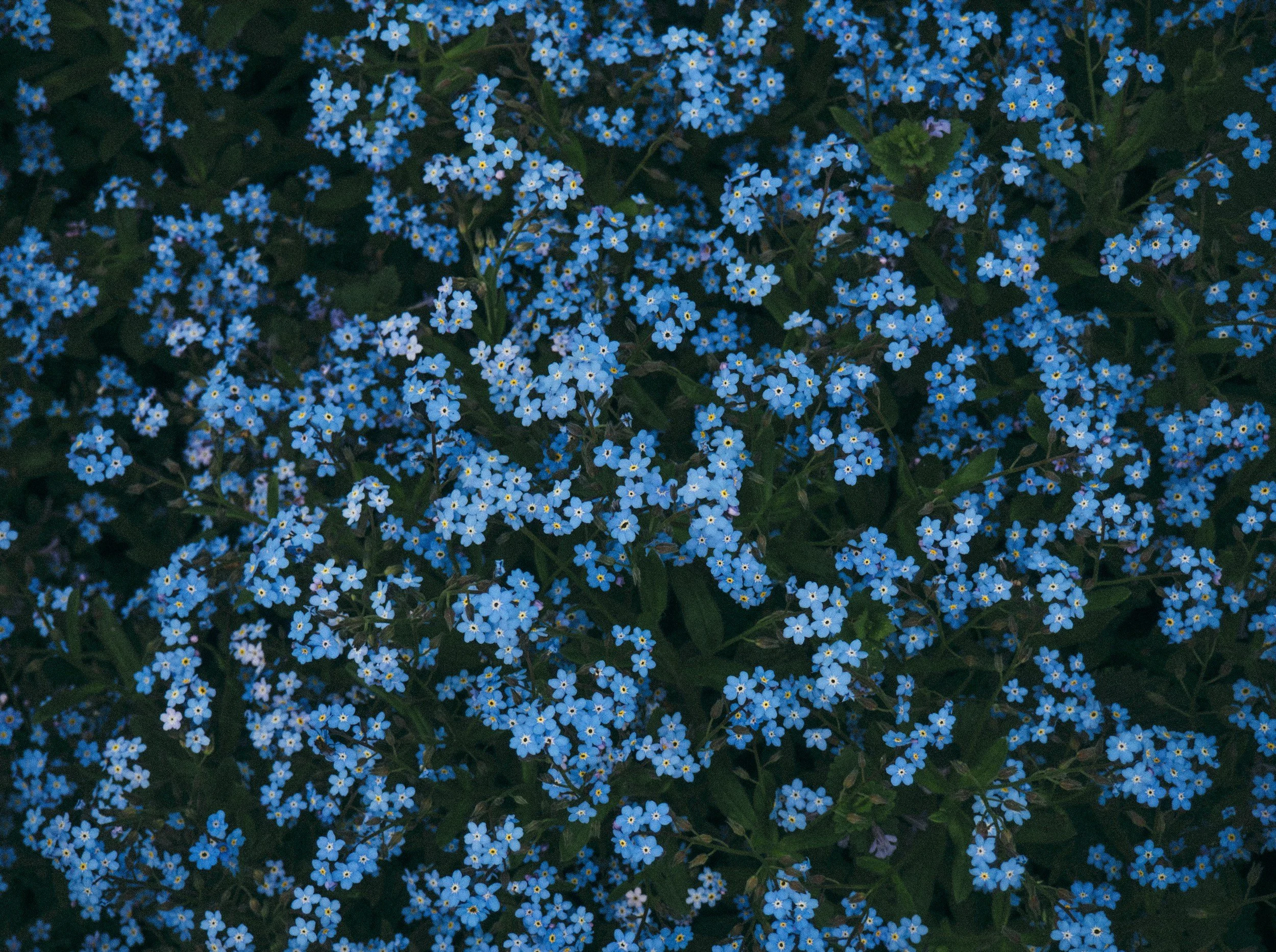 Cluster of small blue flowers with yellow centers covering the ground.
