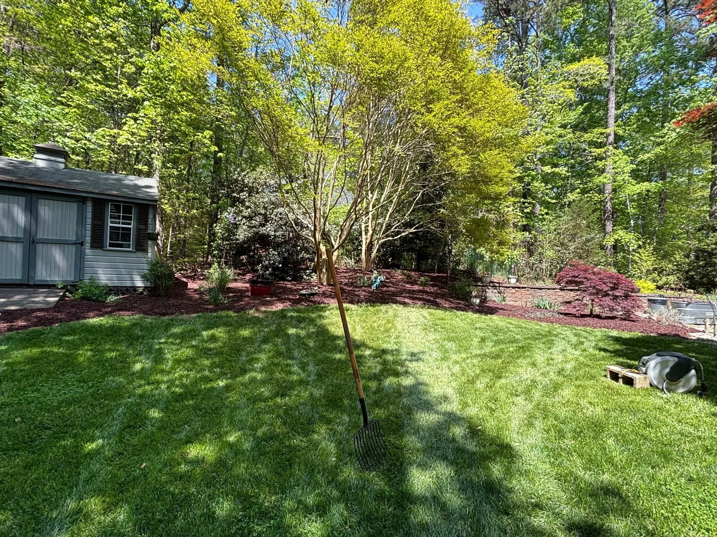 A backyard with a lush green lawn, a young tree and a small shed, surrounded by a dense forest with tall trees and a blue sky overhead.