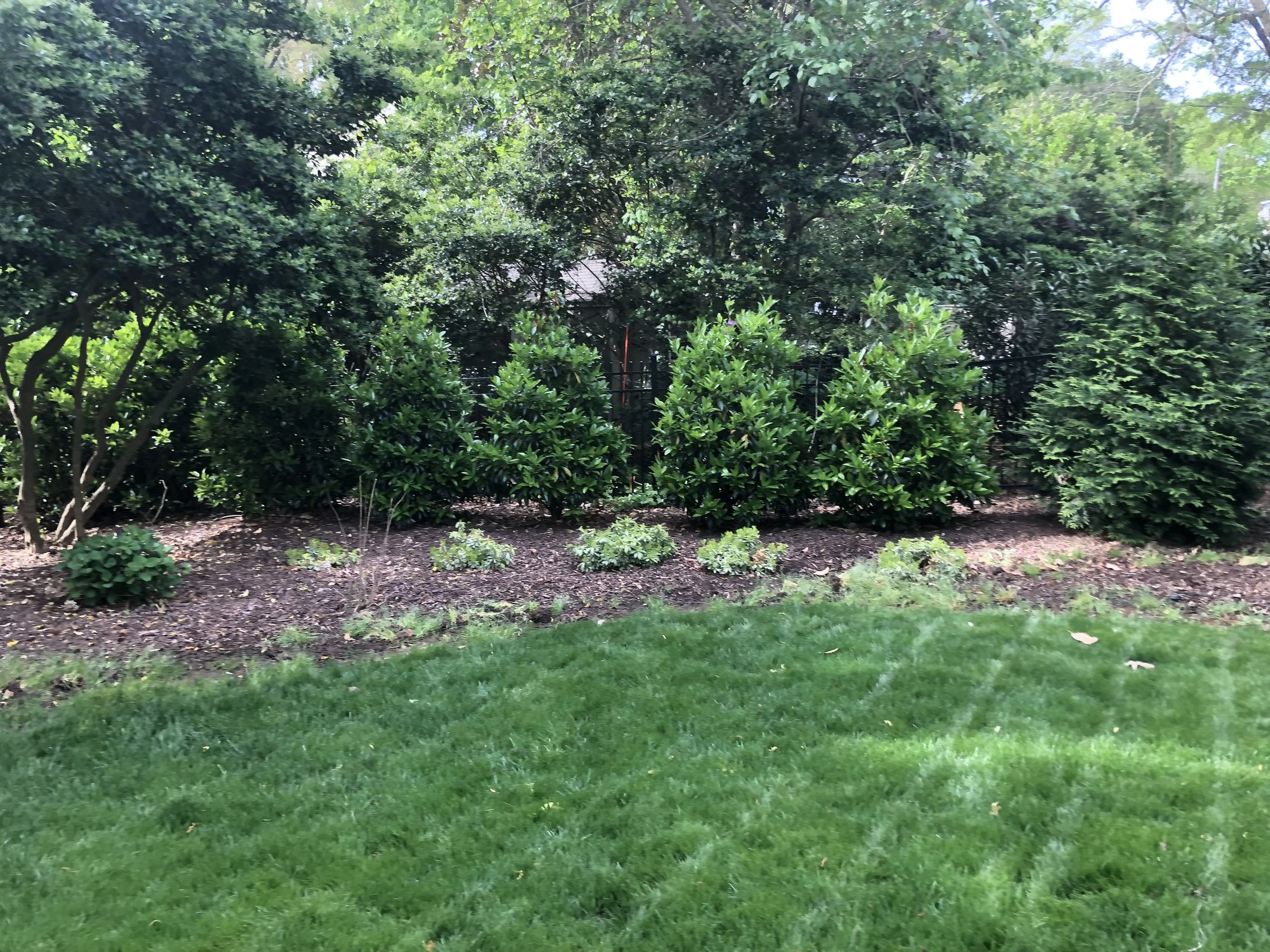 A garden with lush green grass, small shrubs along a strip of dirt, and trees with dense foliage in the background.