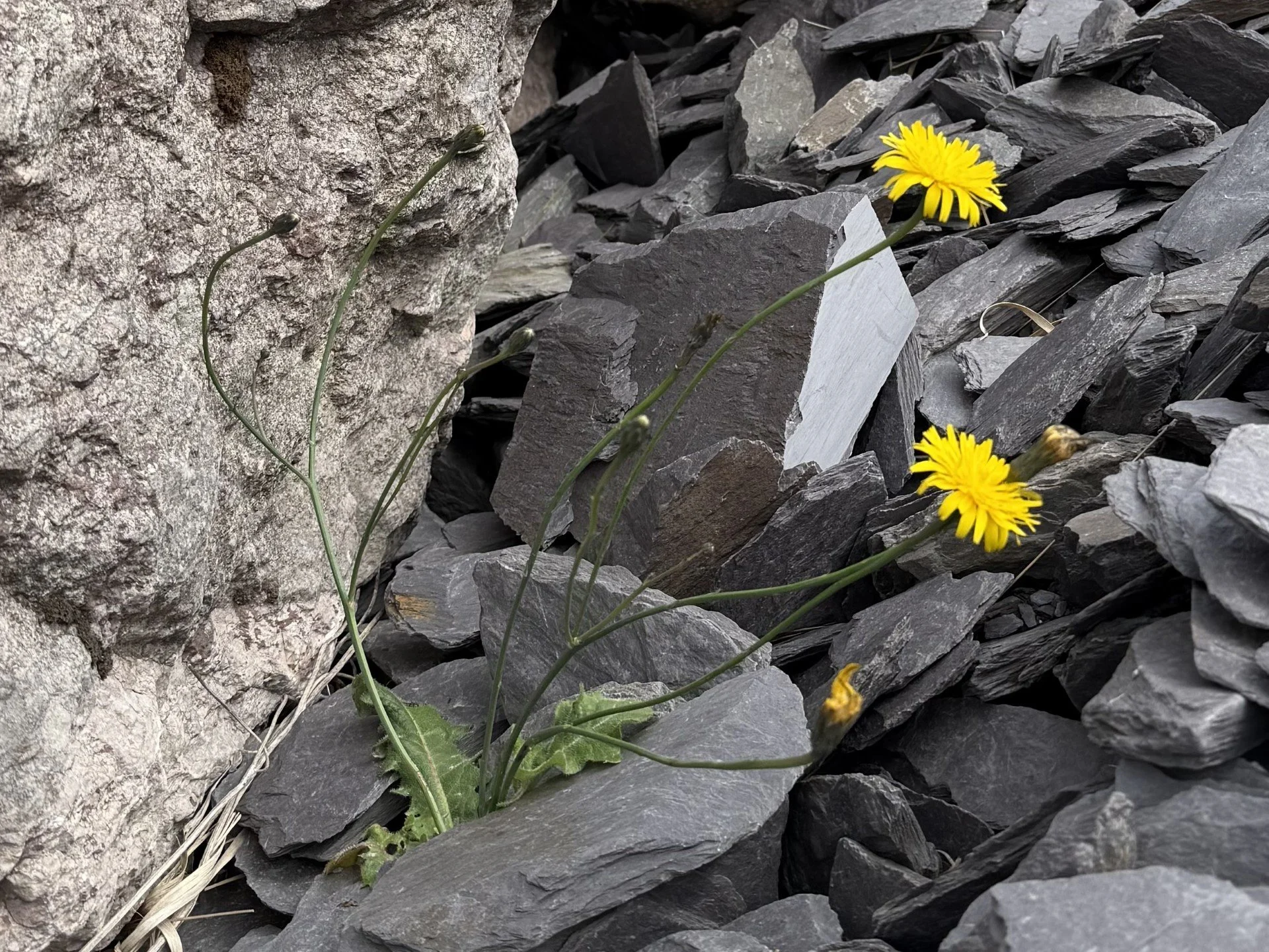 Yellow wildflowers growing among dark gray rocks and stones near a large textured boulder.