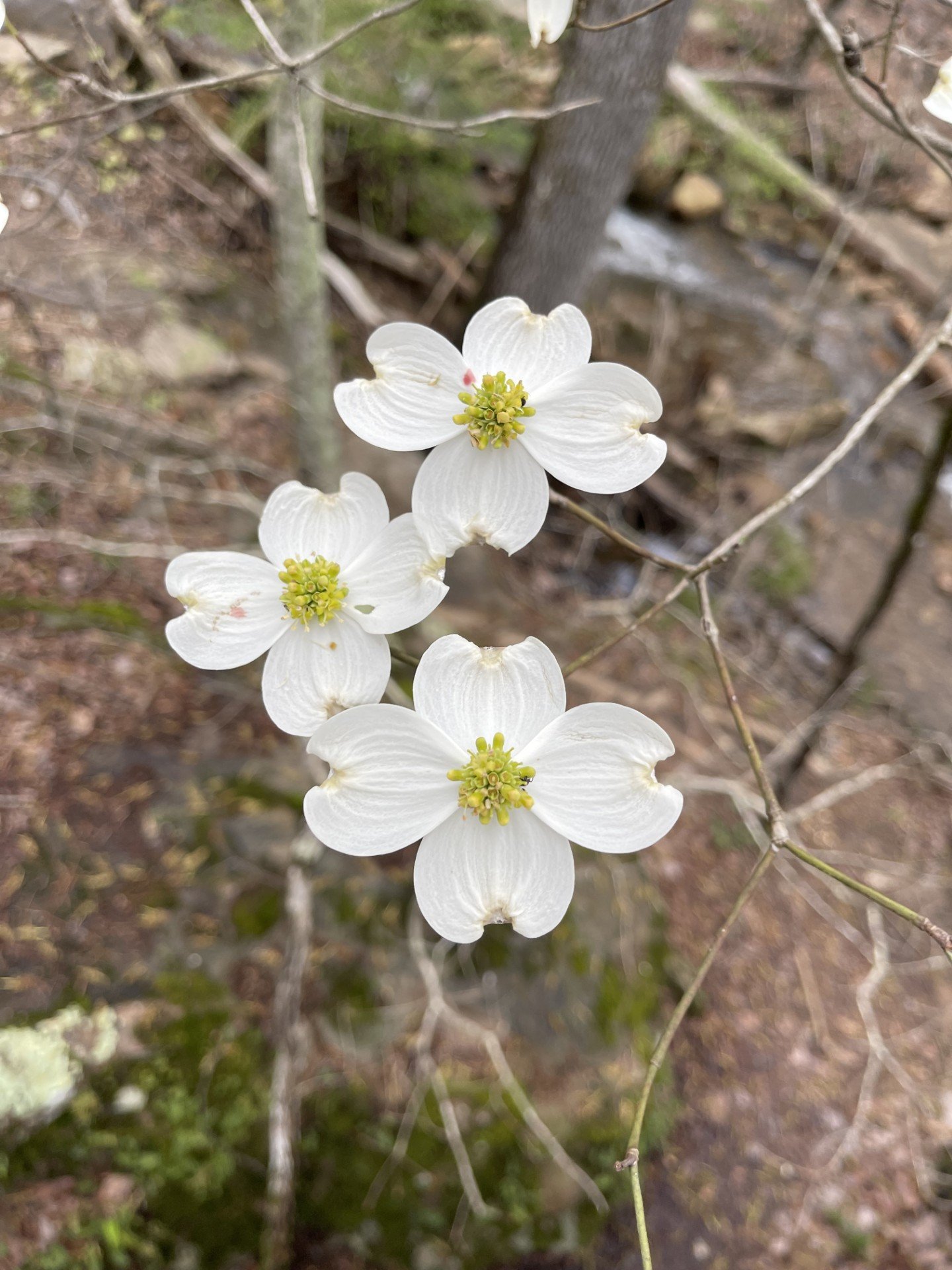Close-up of white flowers with yellow-green centers on a thin branch in a natural outdoor setting with blurred background.