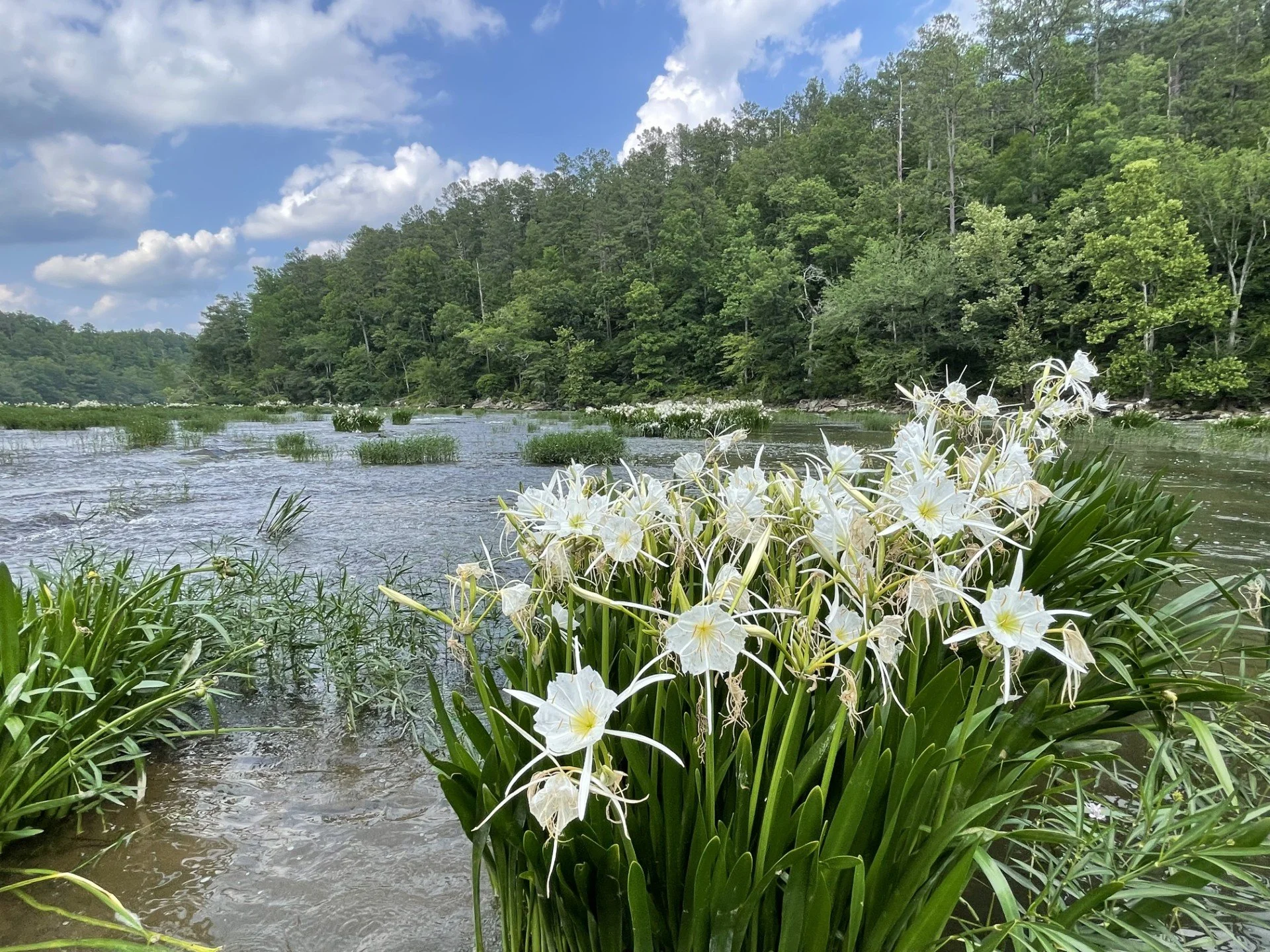 A river flowing through a forested landscape with white flowers in the foreground and a blue sky with scattered clouds above.