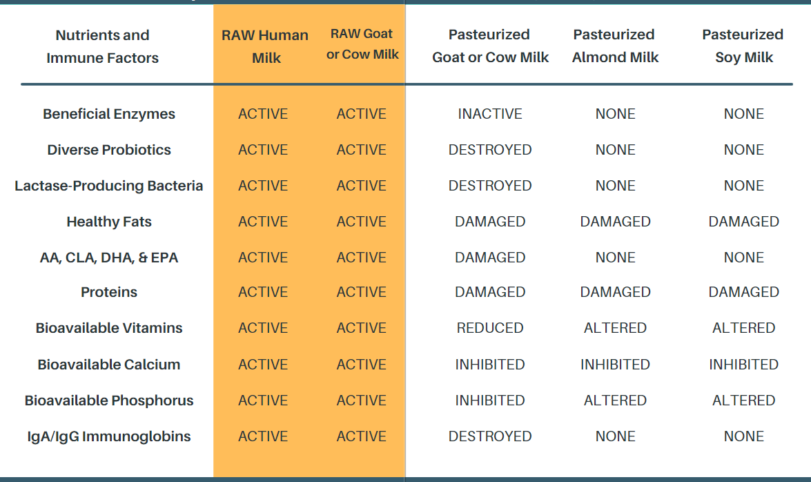 A comparison table showing nutrient and immune factor levels in raw human and goat milk versus various pasteurized milk alternatives like almond and soy milk. Raw milk shows active beneficial enzymes, probiotics, bacteria, and immune factors, while pasteurized alternatives show destruction or reduction of these components.
