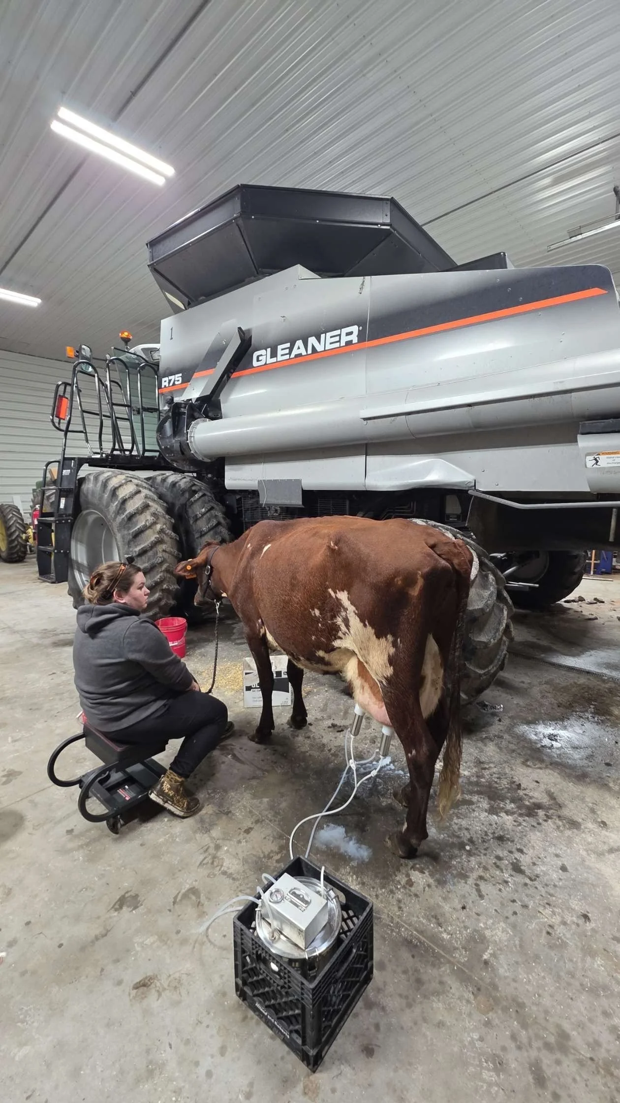 A person seated on a stool taking a milk sample from a cow inside a barn. The cow is connected to a machine, and a large combine harvester is parked in the background.