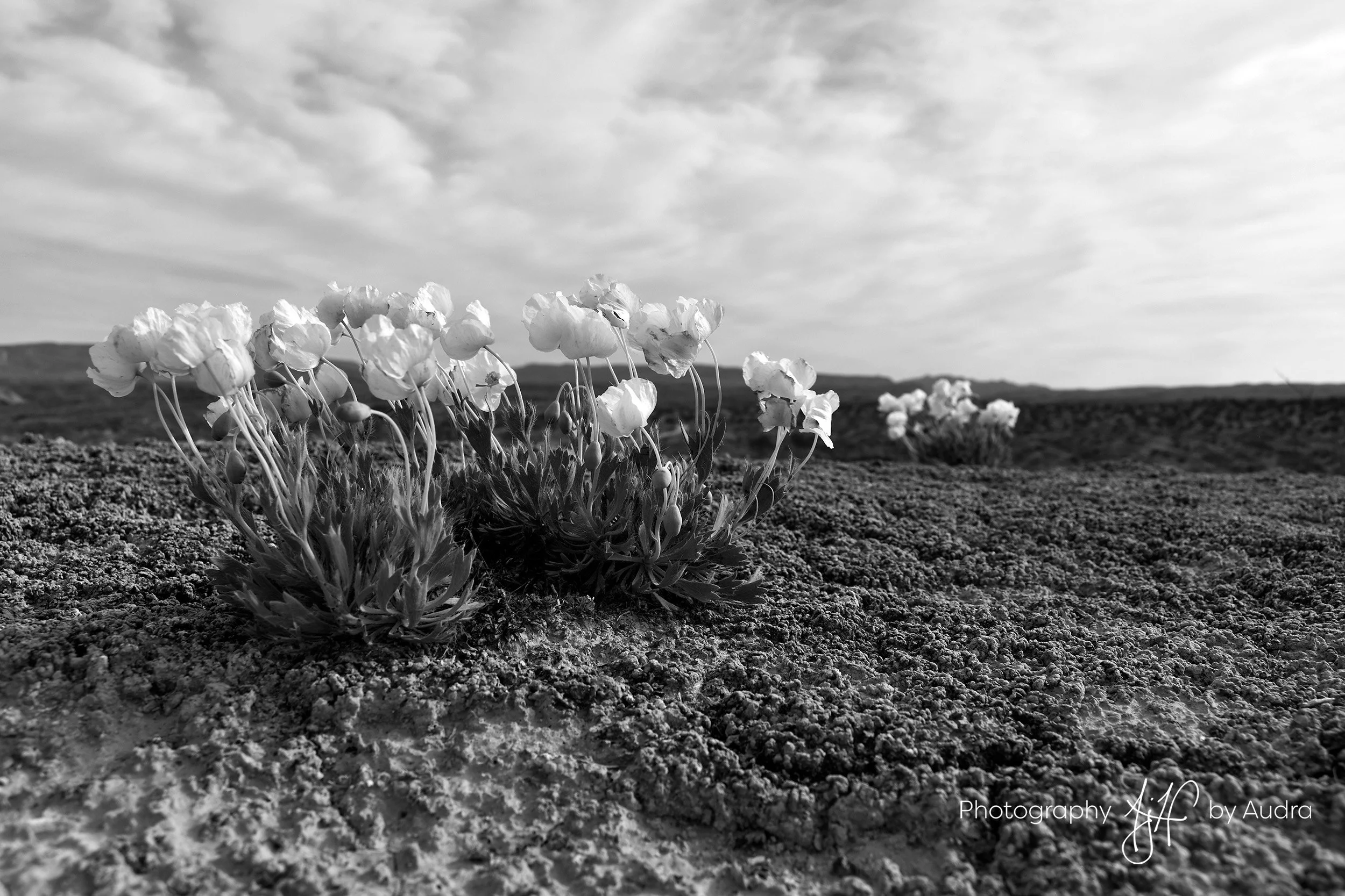 BW Windy Poppy_WM - 150DPI.jpg
