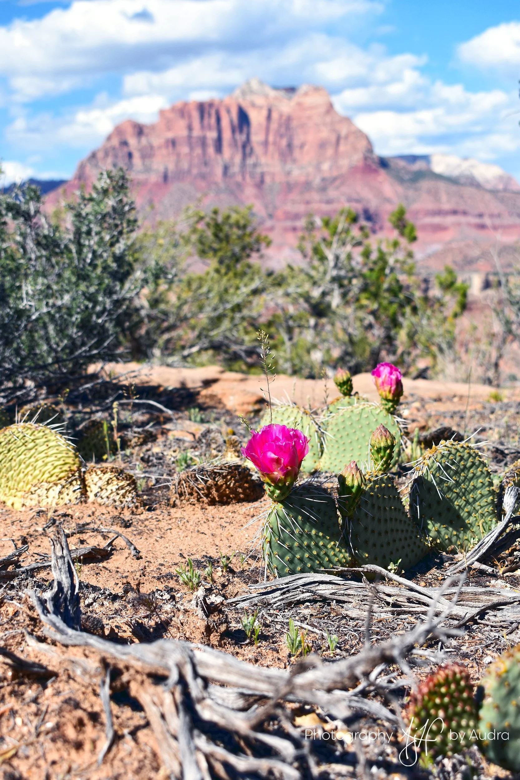 Pink Cacti at Wire Mesa on Zion WM - 150DPI.jpg