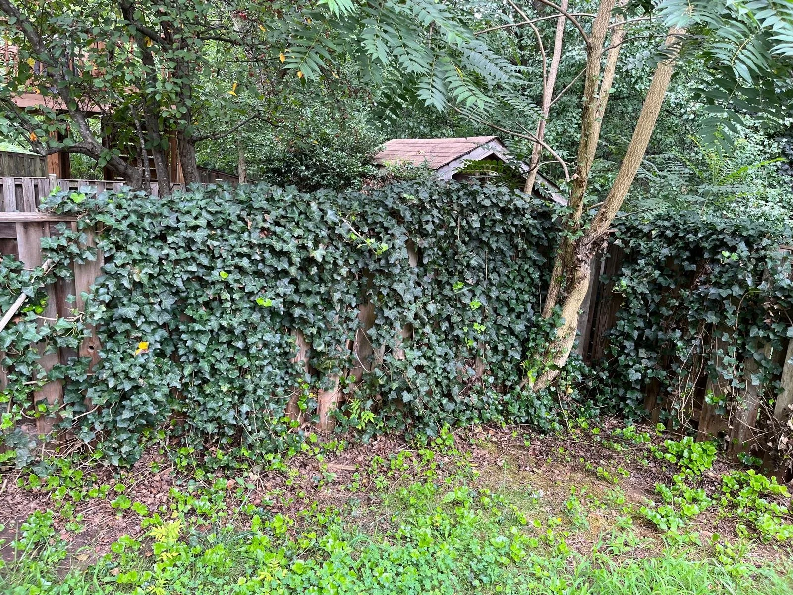 A backyard with a wooden fence covered mainly with ivy, several trees, and some green plants on the ground.