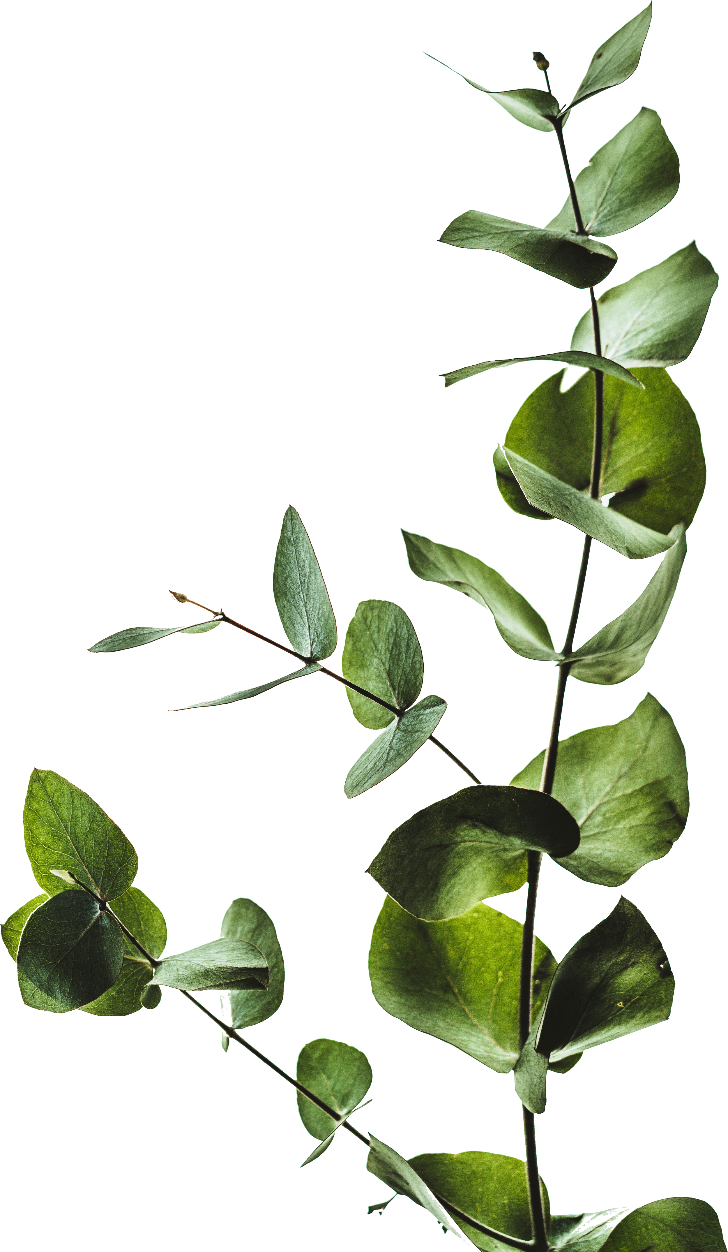 plant representing growth