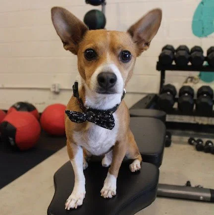 Profile Picture of Scotch, Marlo's dog
