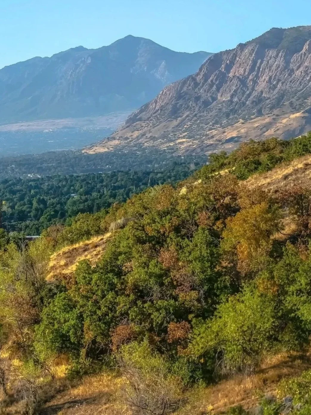 Mountain landscape with rocky cliffs in the background and a forested hillside in the foreground.