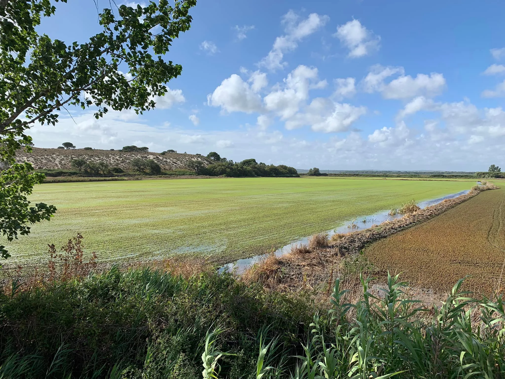 A landscape view of a green field with a small stream running through it, surrounded by trees, under a partly cloudy blue sky.