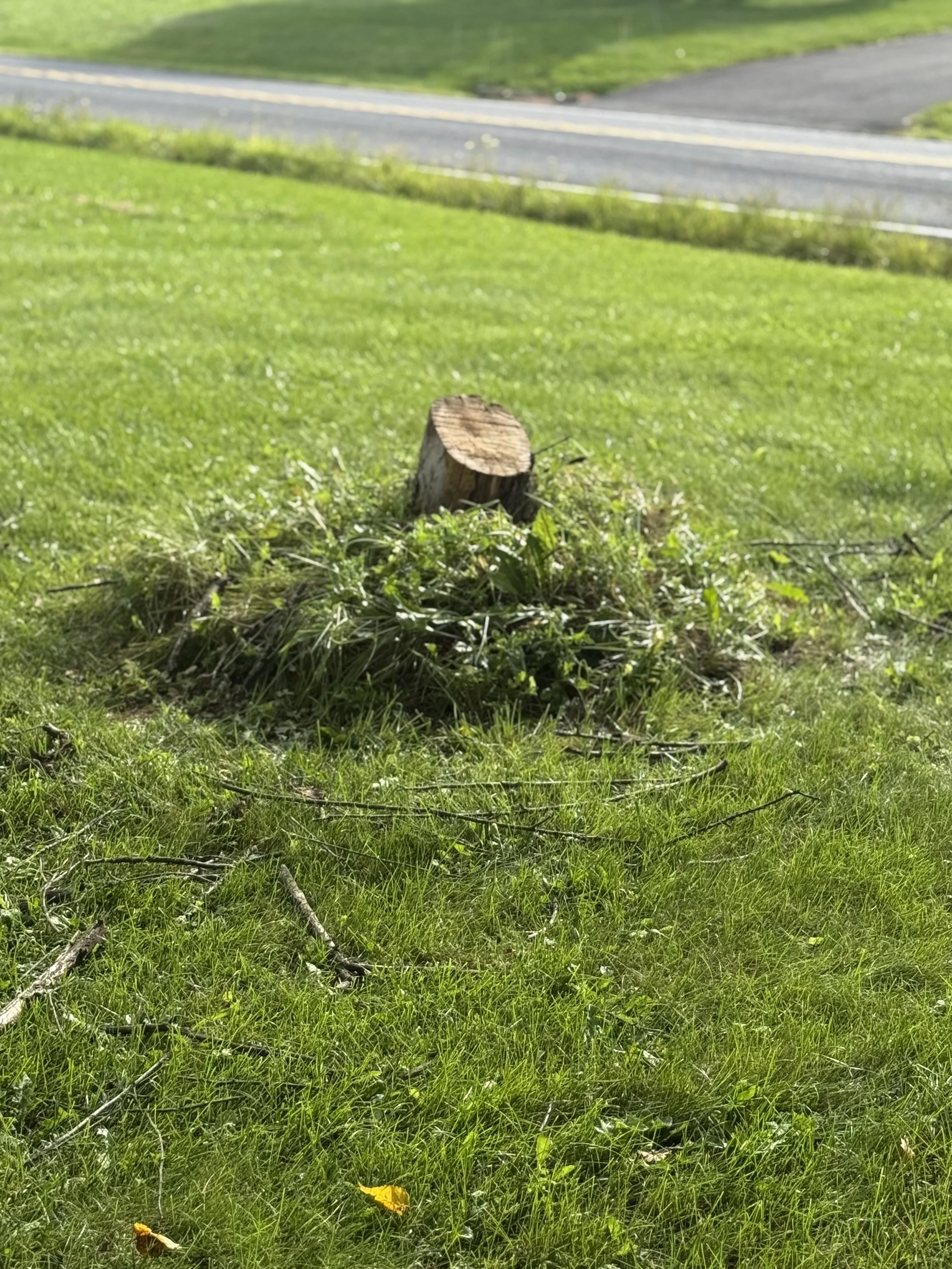 A small tree stump surrounded by green grass with a yellow leaf at the bottom, and a road with double yellow lines in the background.