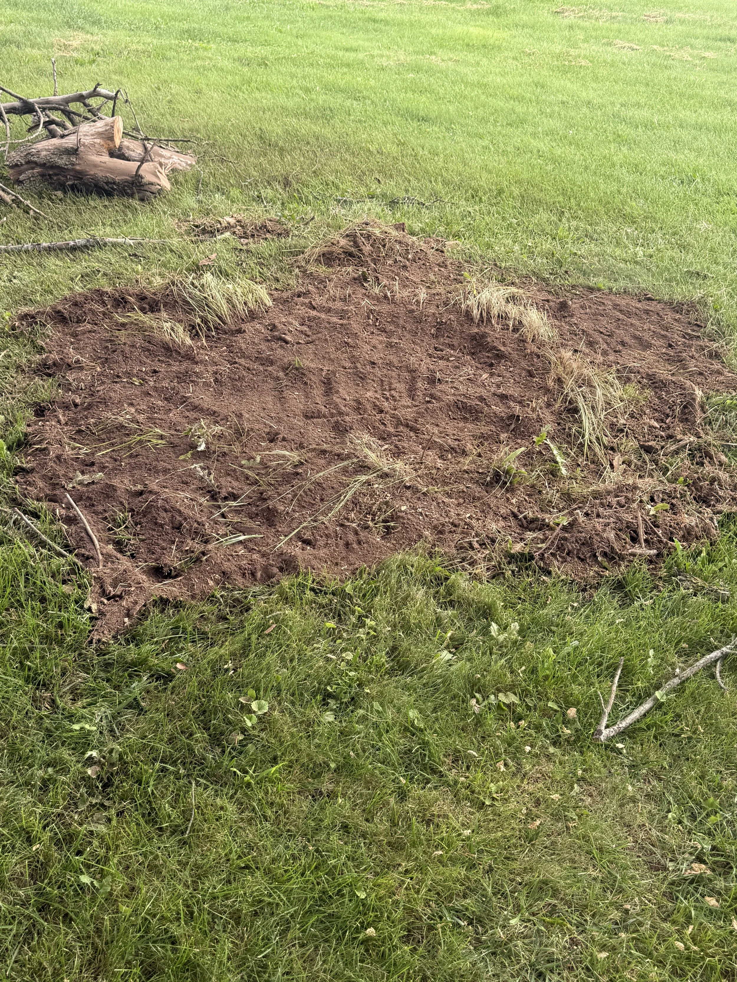 A patch of exposed soil in a grassy field with some small grass patches on top, surrounded by green grass and some fallen tree branches.
