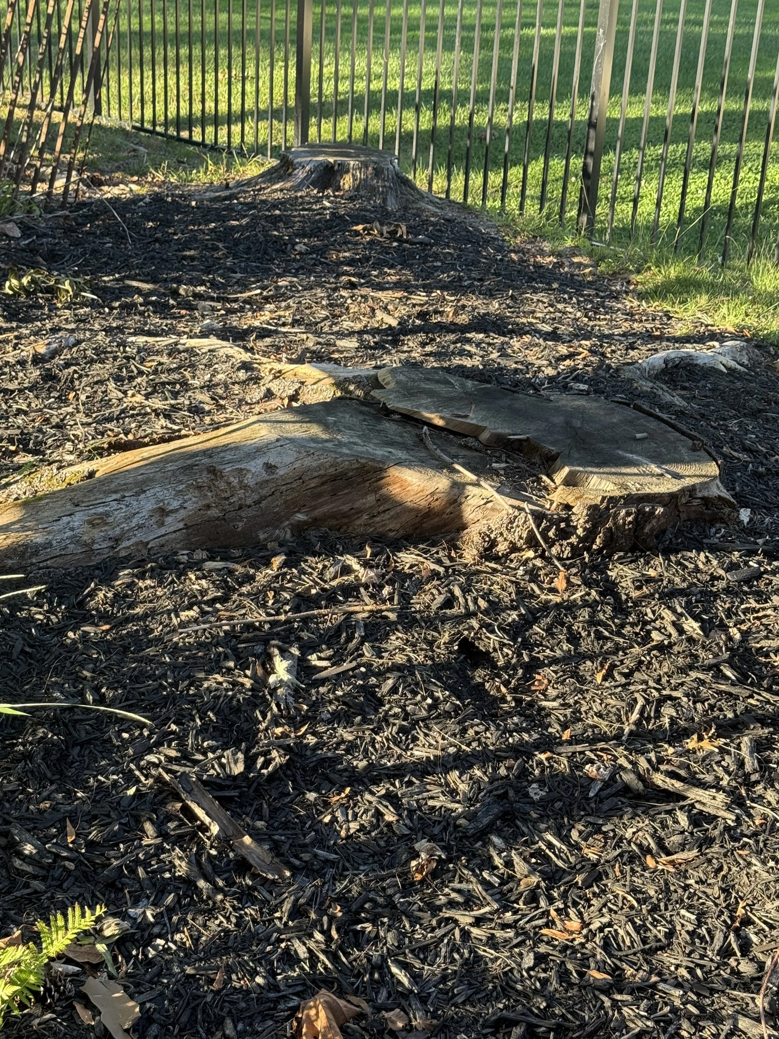 Tree stump in a garde, with green grass and a metal fence in the background.