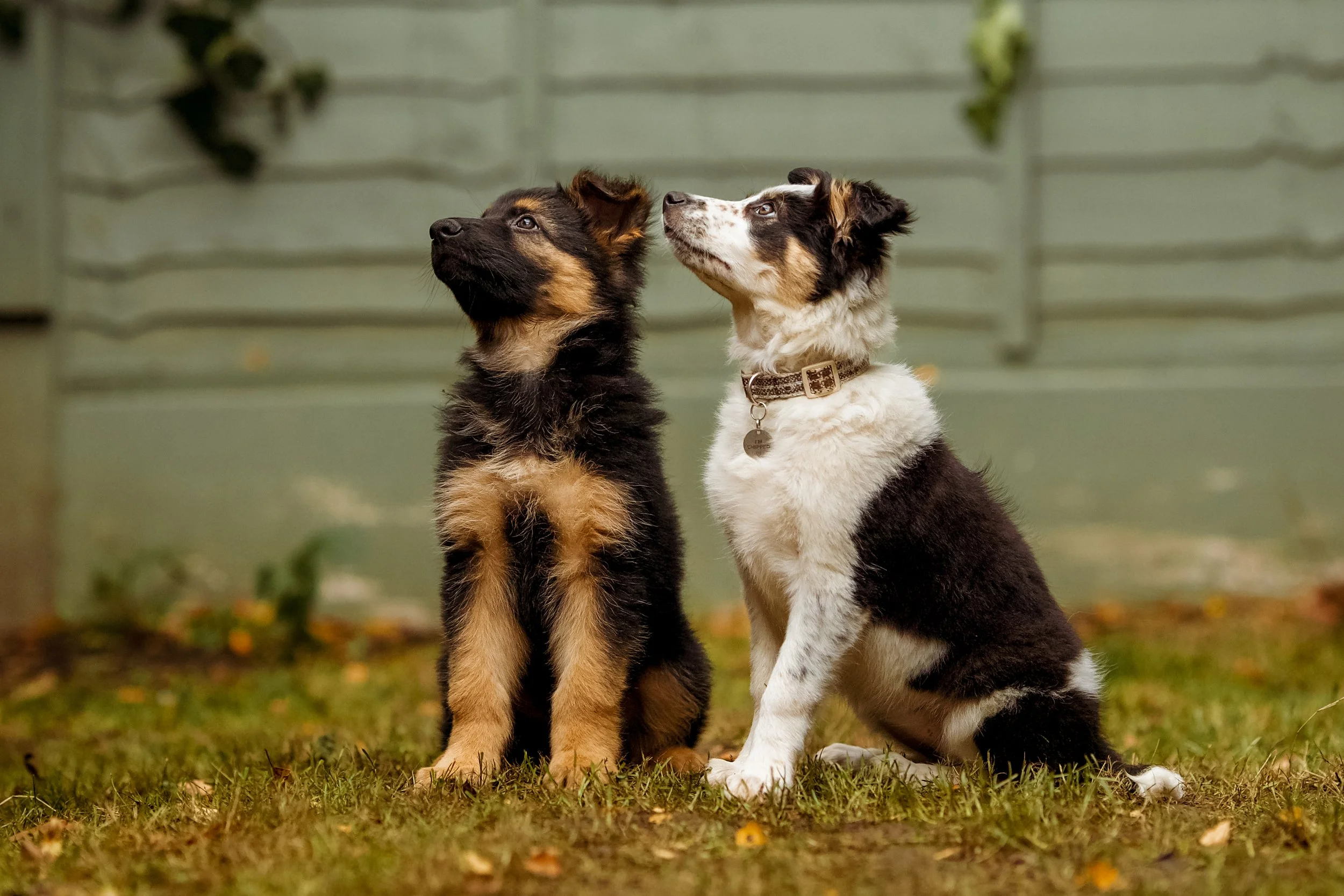 Canine Signature