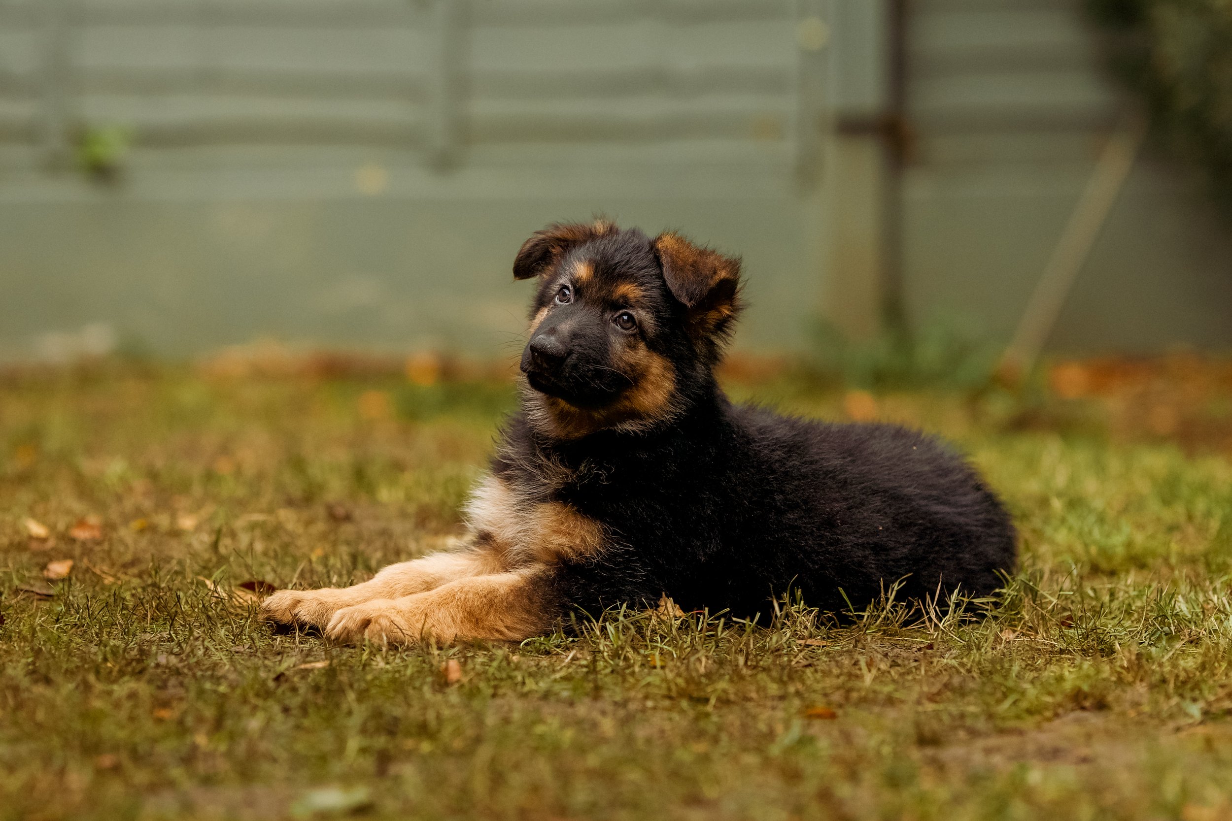 A young German Shepherd puppy lying on grass with a blurry fence in the background.