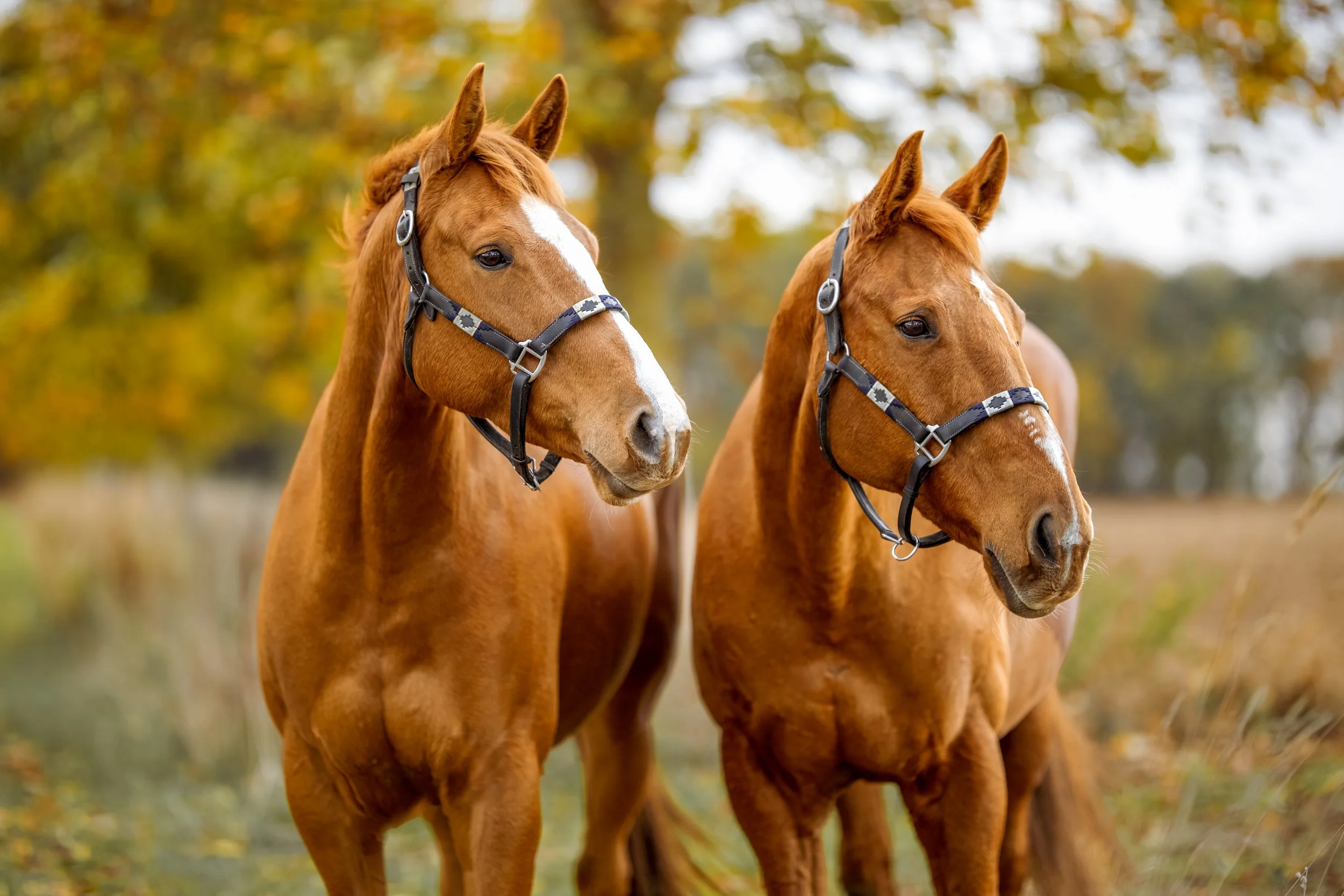 Horses