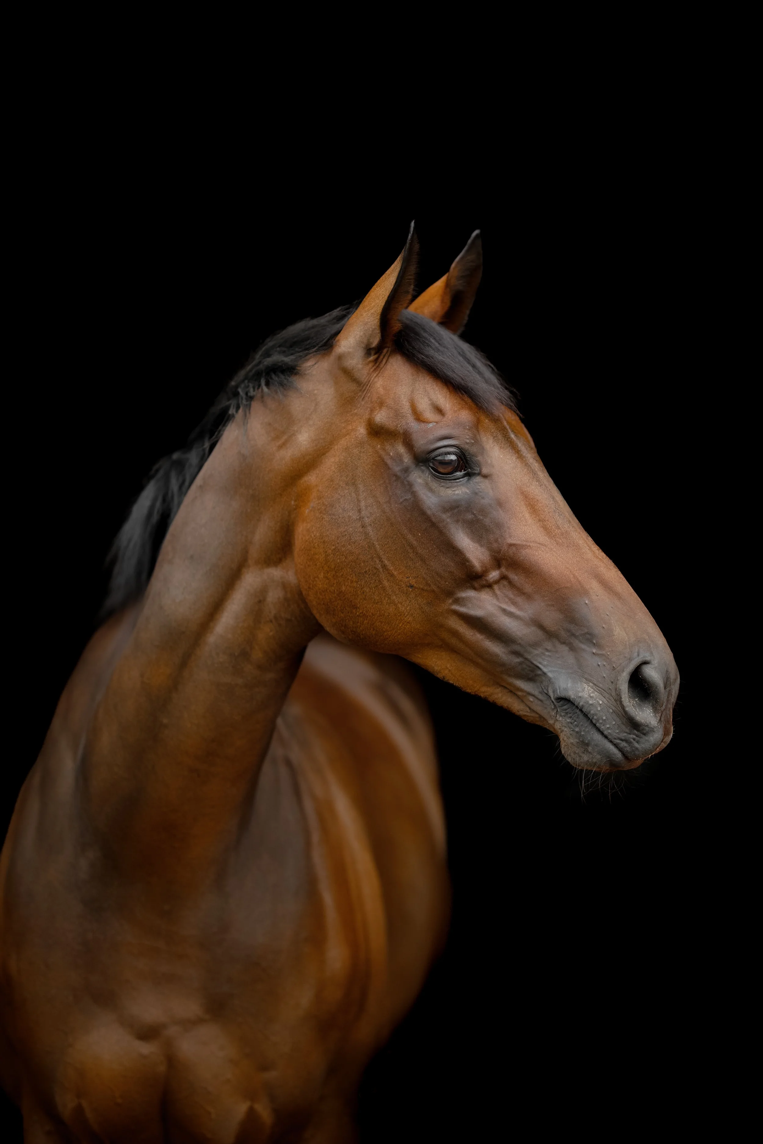 Equine Mini