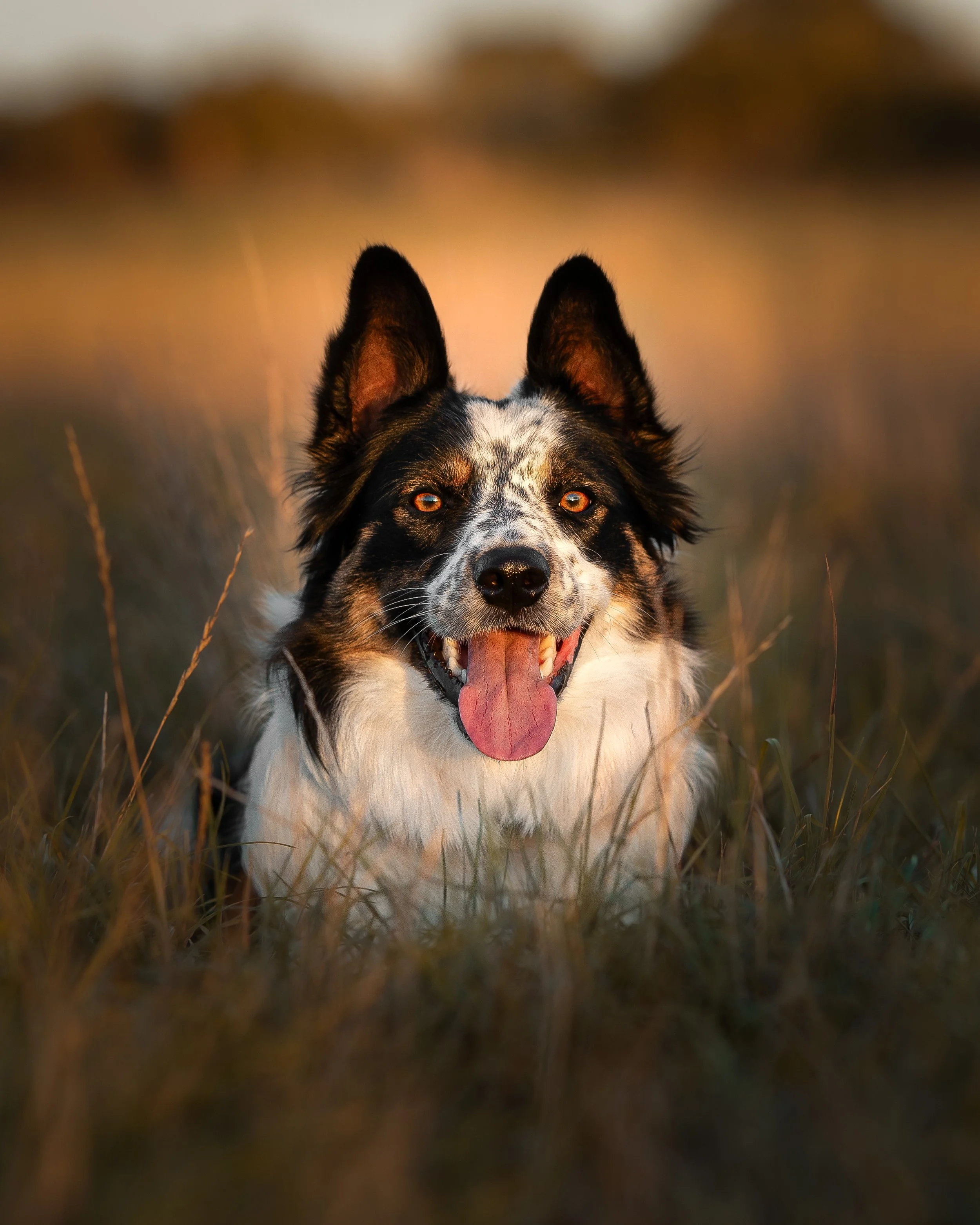 Dogs