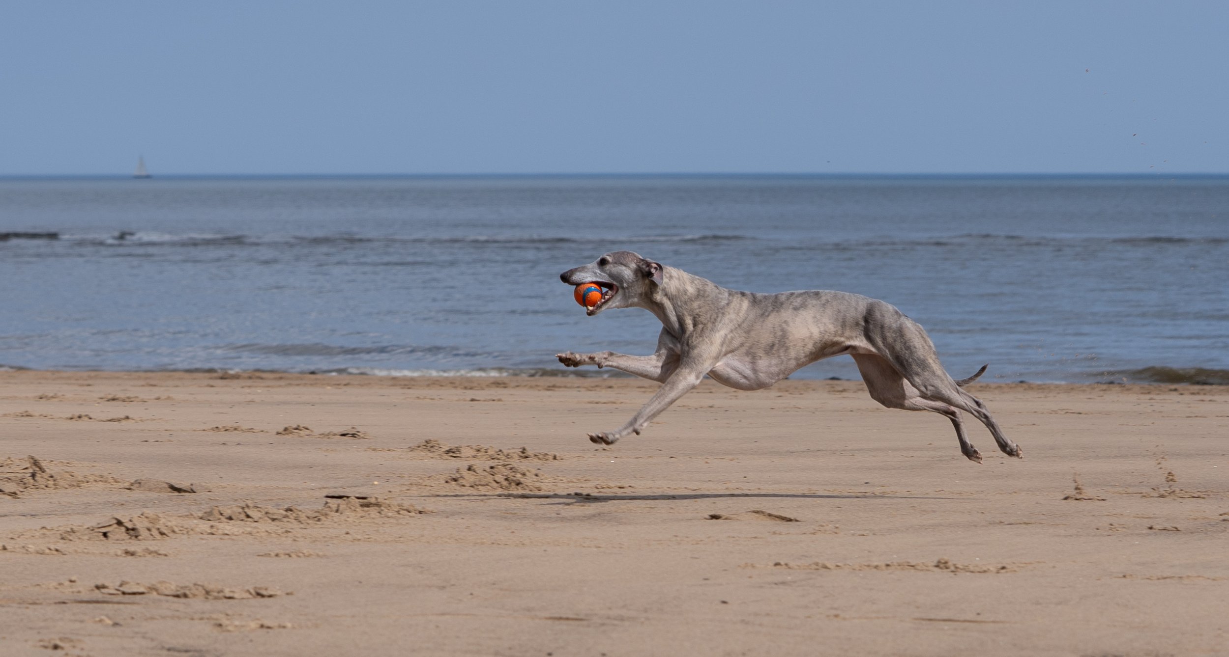 A whippet dog running on a sandy beach with a ball in its mouth, near the water's edge and a sailboat in the distance under a clear sky.