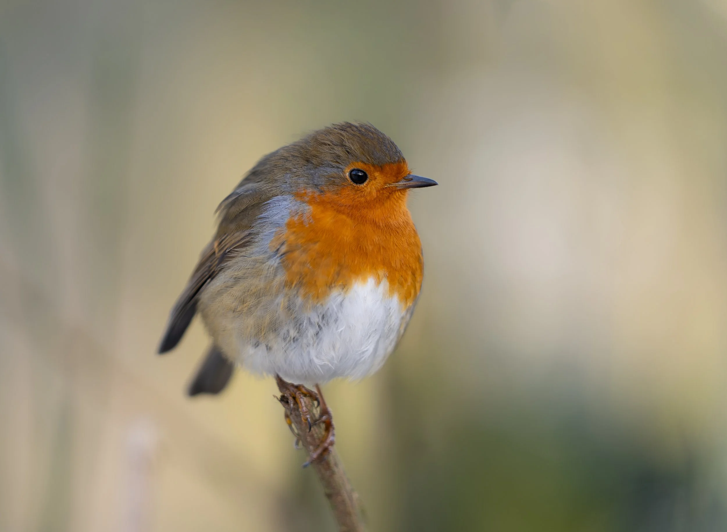 A close-up of a European robin bird perched on a thin branch, with its orange breast and face, brownish-grey back and wings, and a small, pointed beak, set against a blurred neutral background.