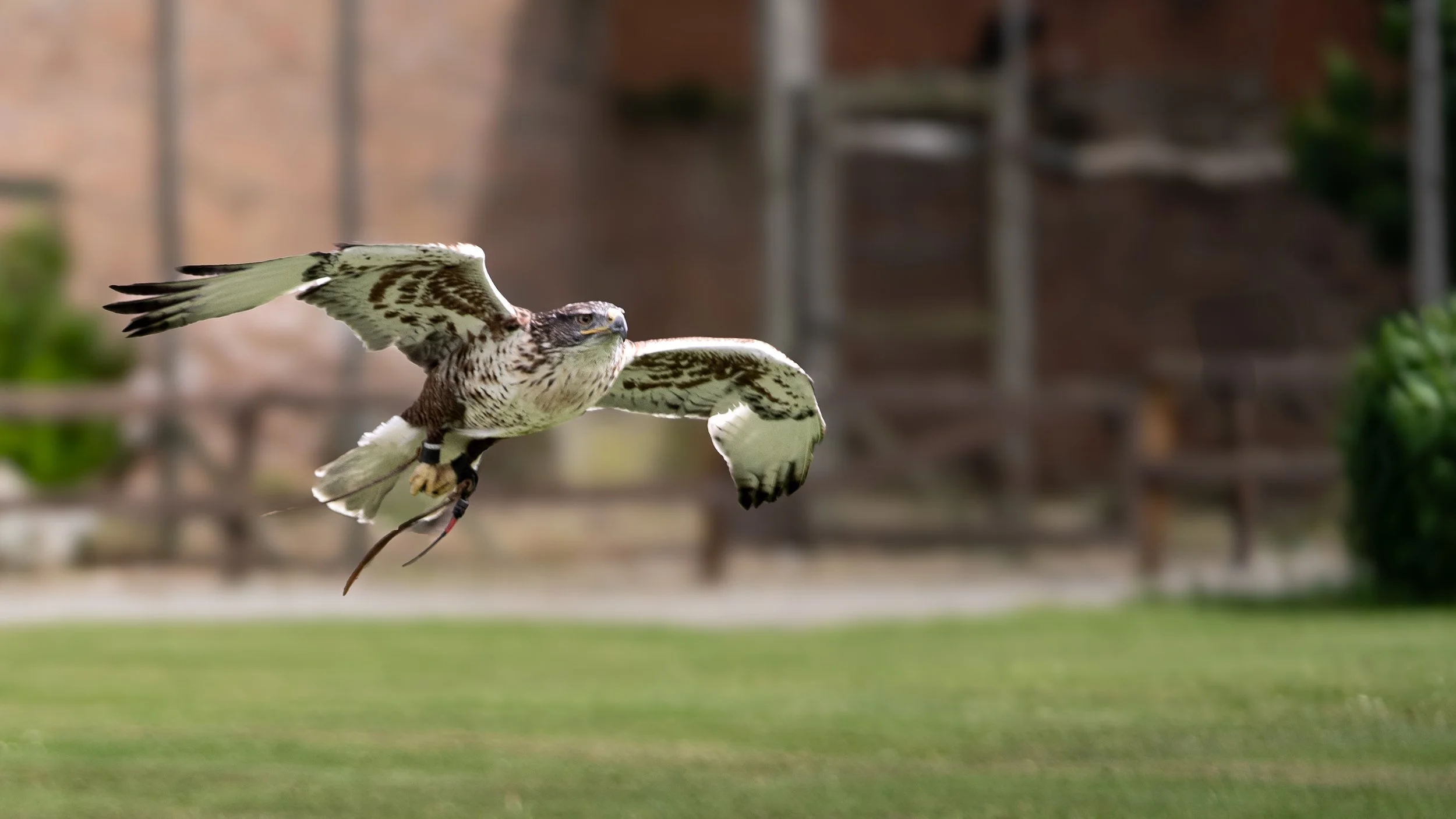 A bird of prey in flight with wings spread wide, over a grassy area with blurred background including trees and structures at a bird of prey display.
