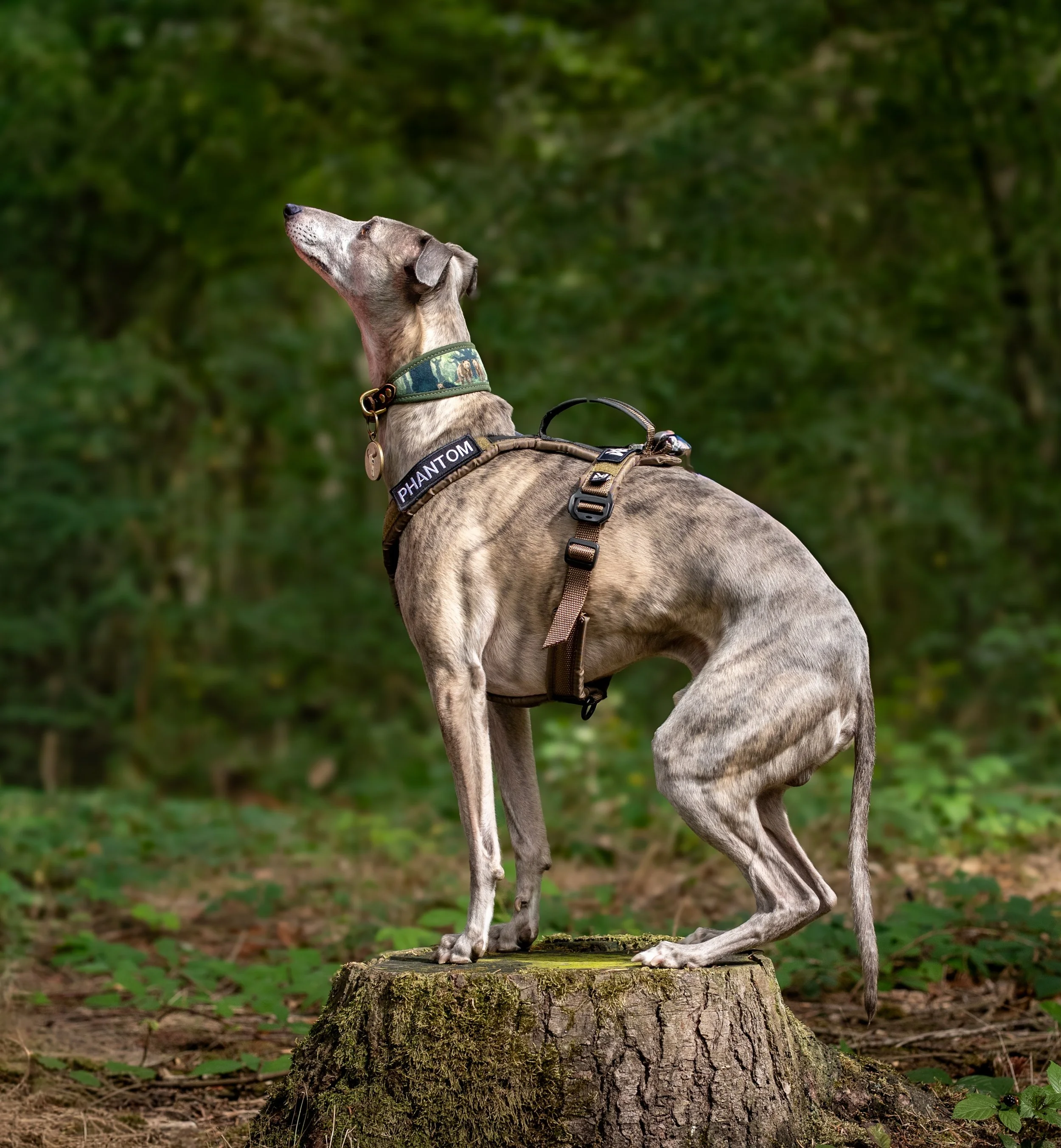 A dog standing on a tree stump in a lush green forest, looking upward with a relaxed posture, wearing a khaki green collar and harness.
