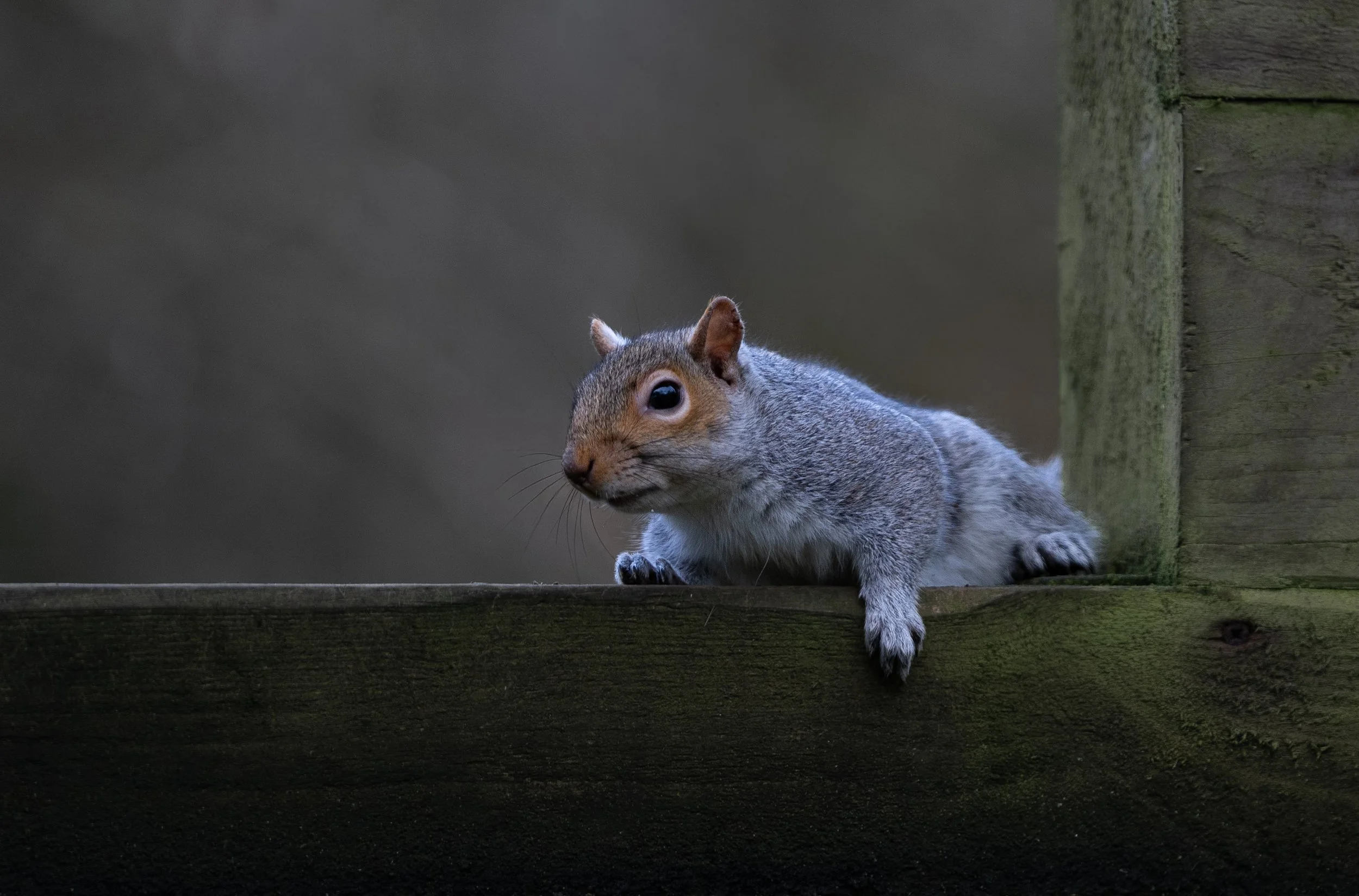 A squirrel with gray fur on a weathered wooden railing, with a blurred background of trees.