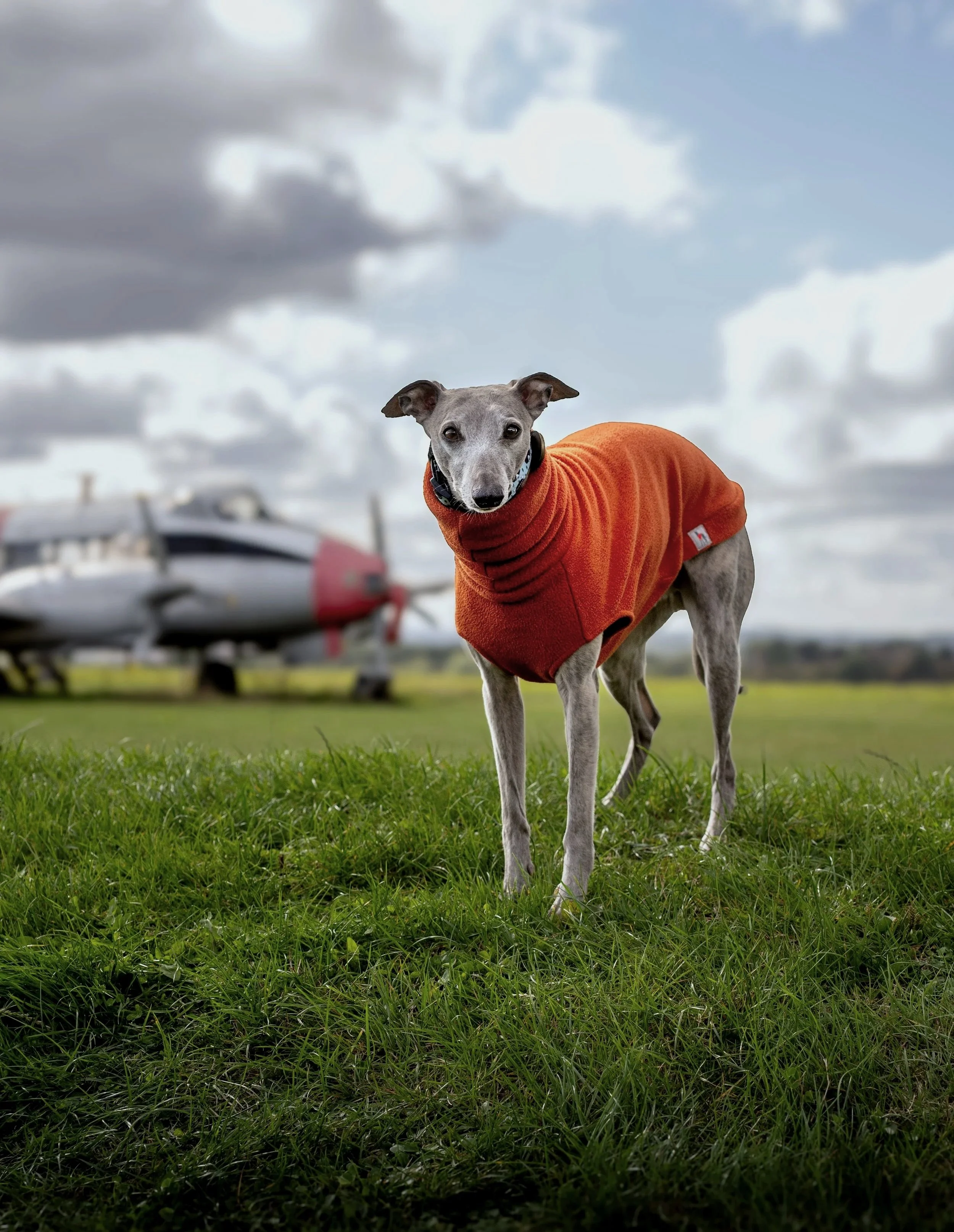A dog wearing an orange sweater standing on grass with a cloudy sky and boats in the background.