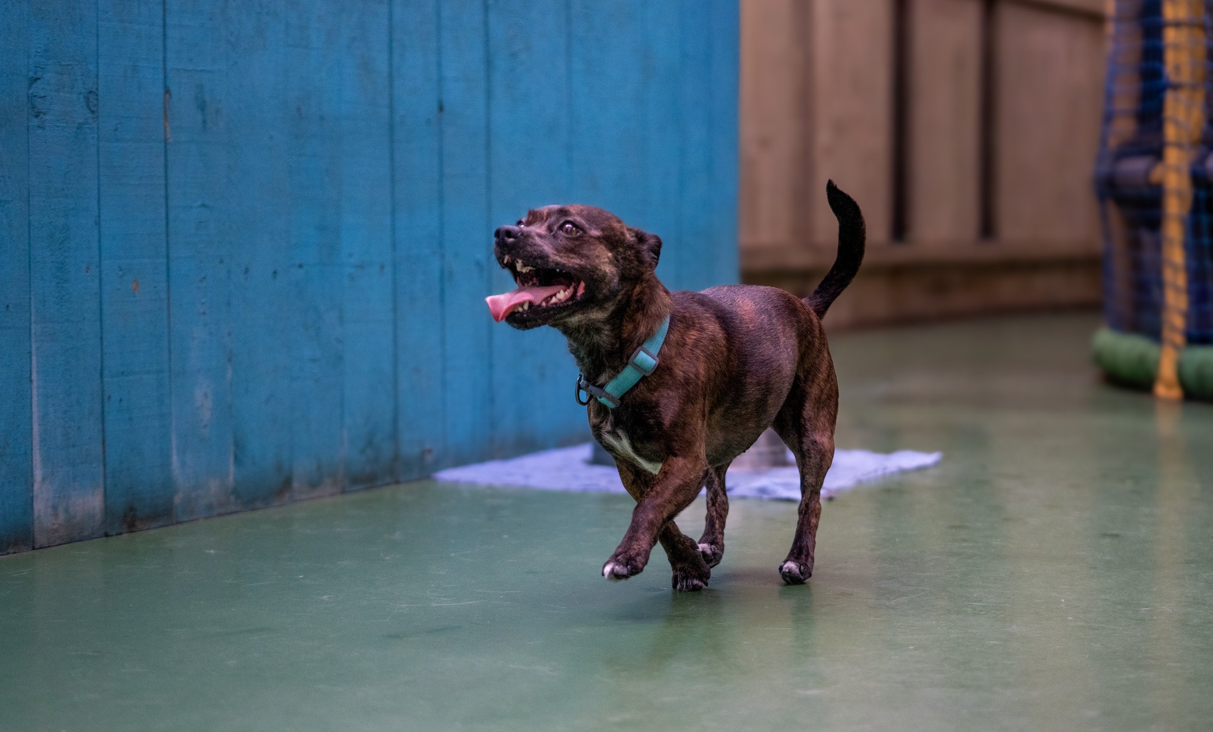 A brindle-colored dog with a teal collar running indoors on a green floor, with a blue wall and wooden fencing in the background.