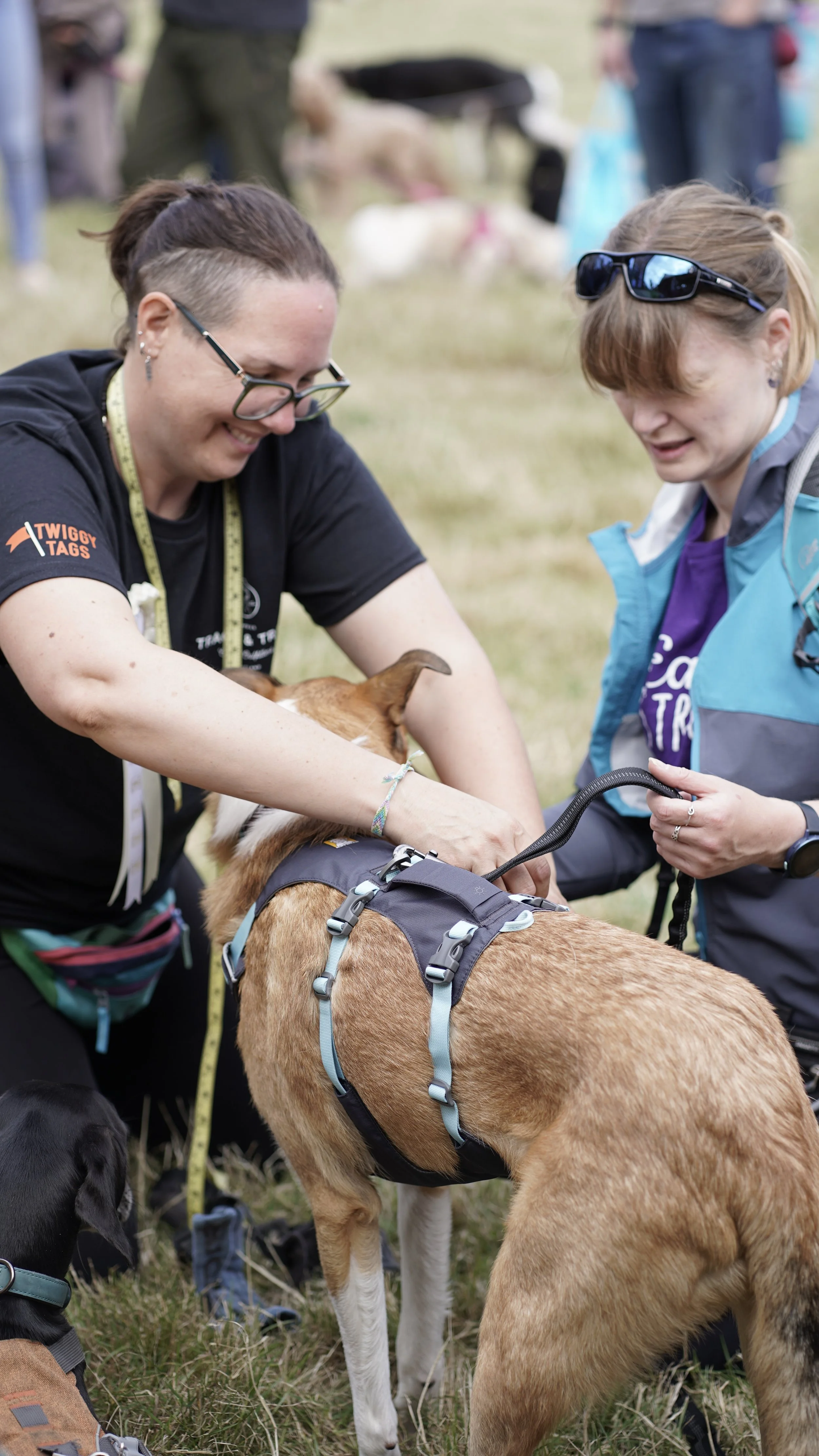 Two women interacting with a large, light brown dog with a harness during an outdoor event, with other people and dogs visible in the background.
