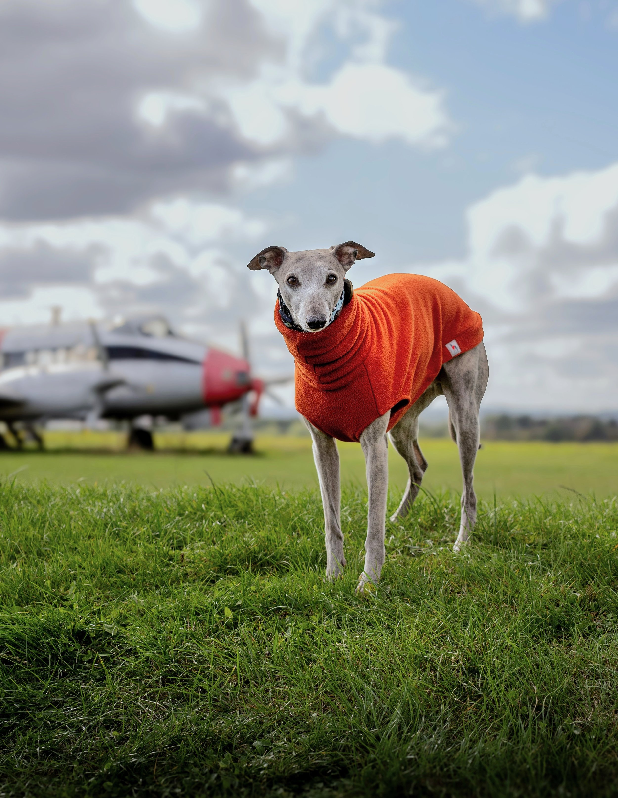 A small grey whippet dog wearing an orange sweater standing on green grass with a plane parked on the grass and a cloudy sky.