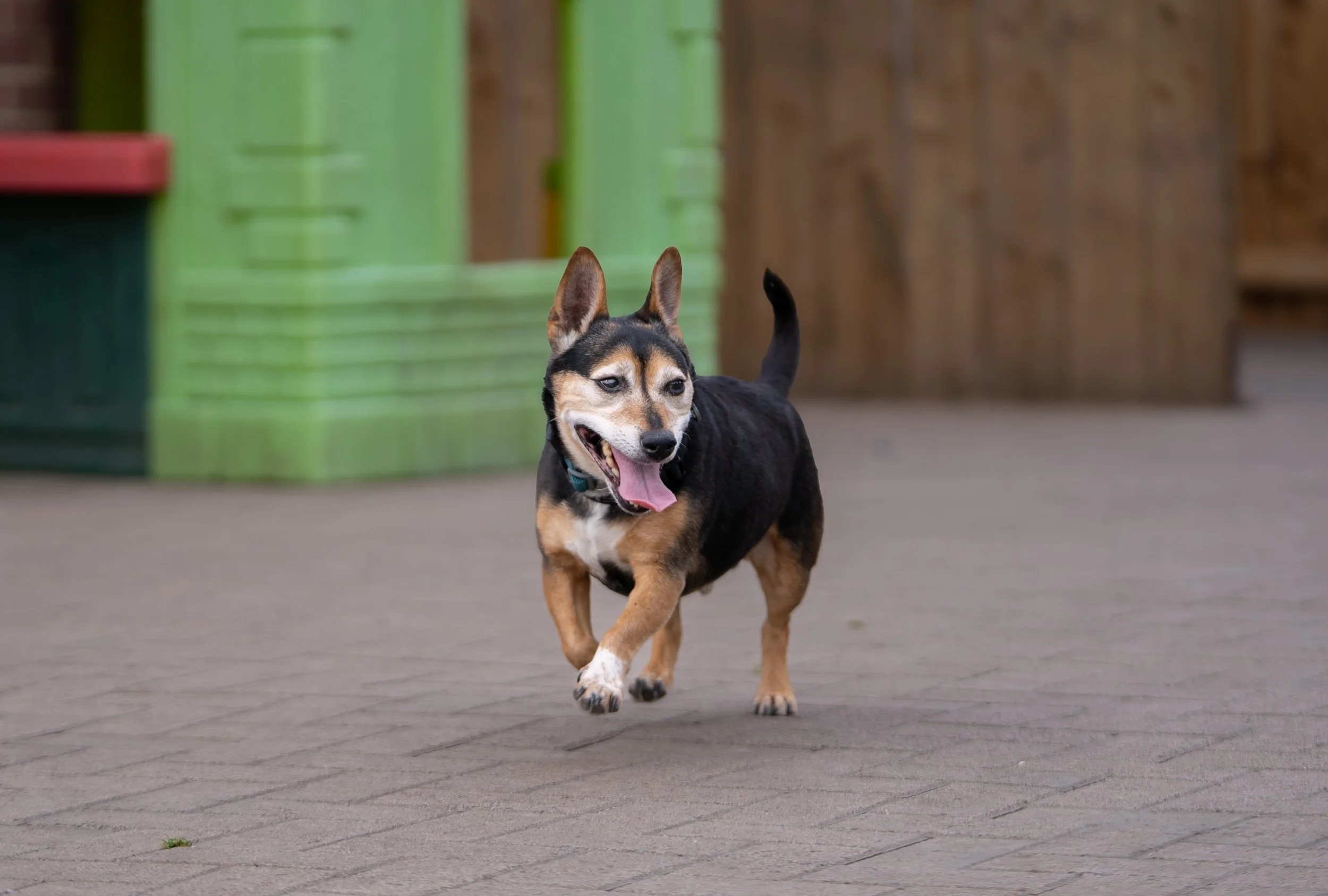 A happy mixed-breed dog with black, tan, and white fur running on a paved outdoor area, with green and brown wooden structures in the background.