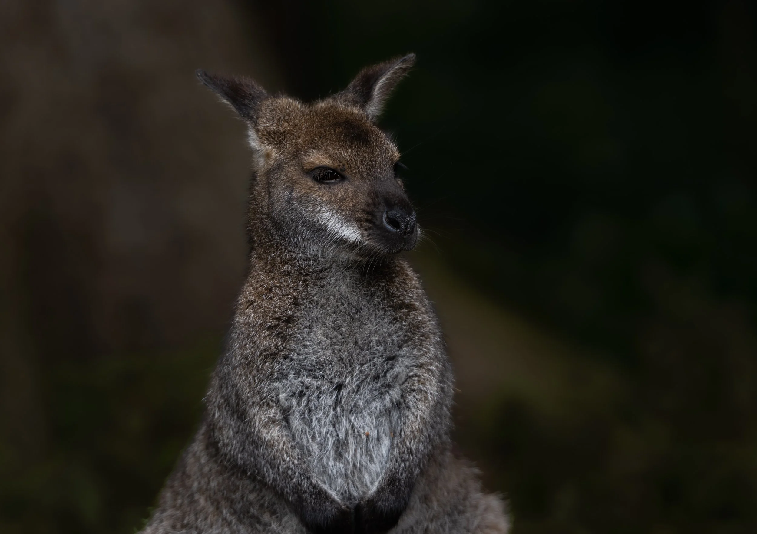 A wallaby with closed eyes and brown fur, standing outdoors against a dark blurred background.
