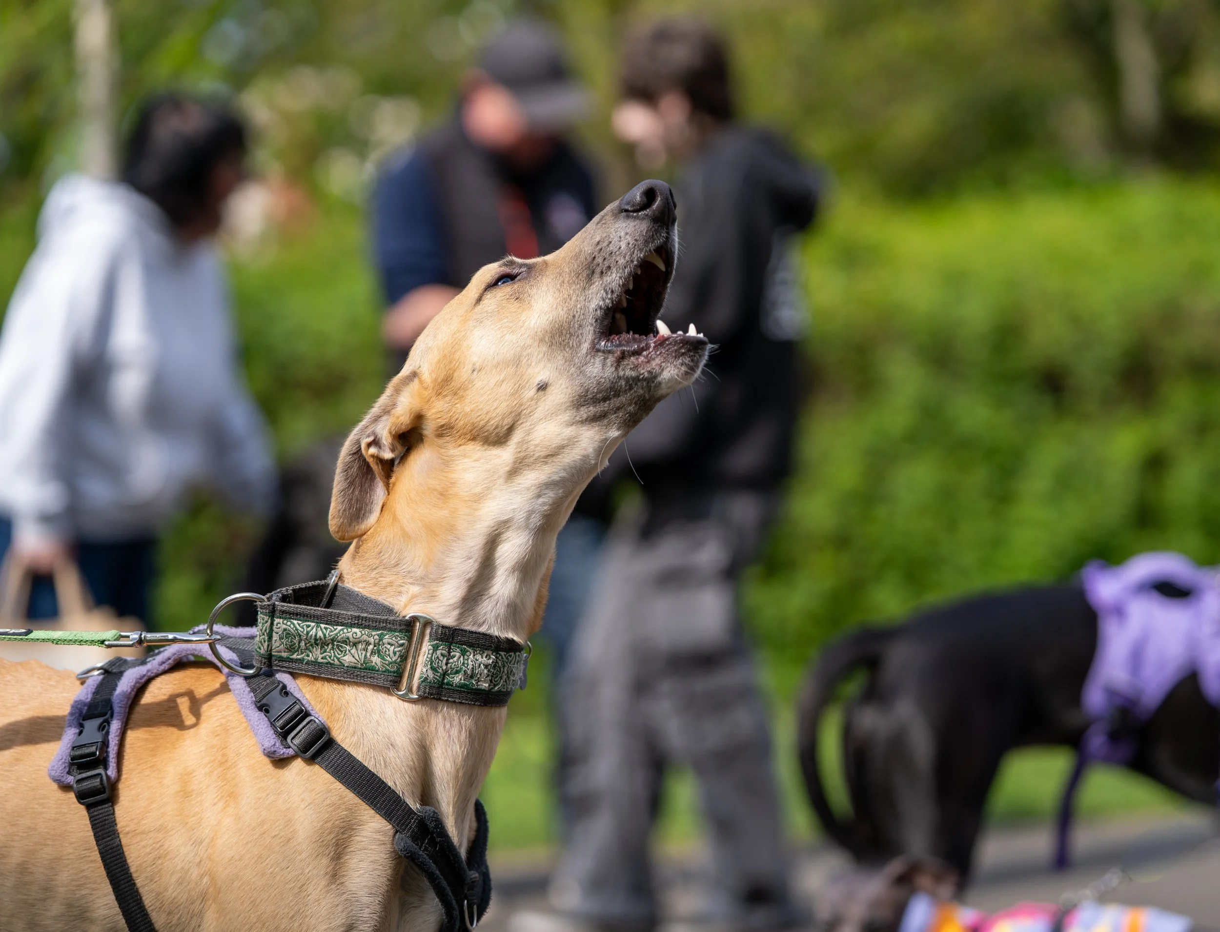 A tan dog with a gray nose barks while wearing a harness and leash at a dog show with blurred people in the background.