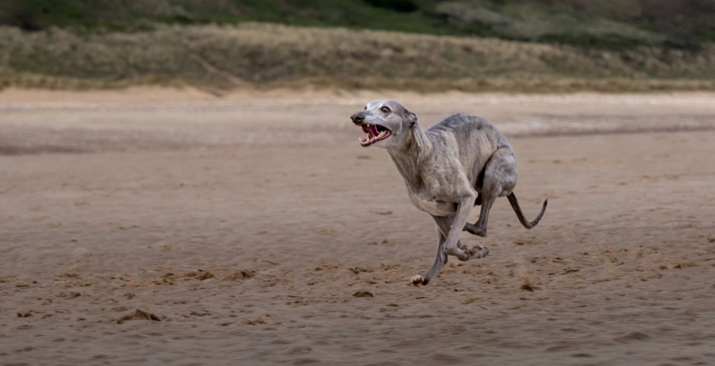 A whippet dog running on a sandy beach with grass and dirt in the background.