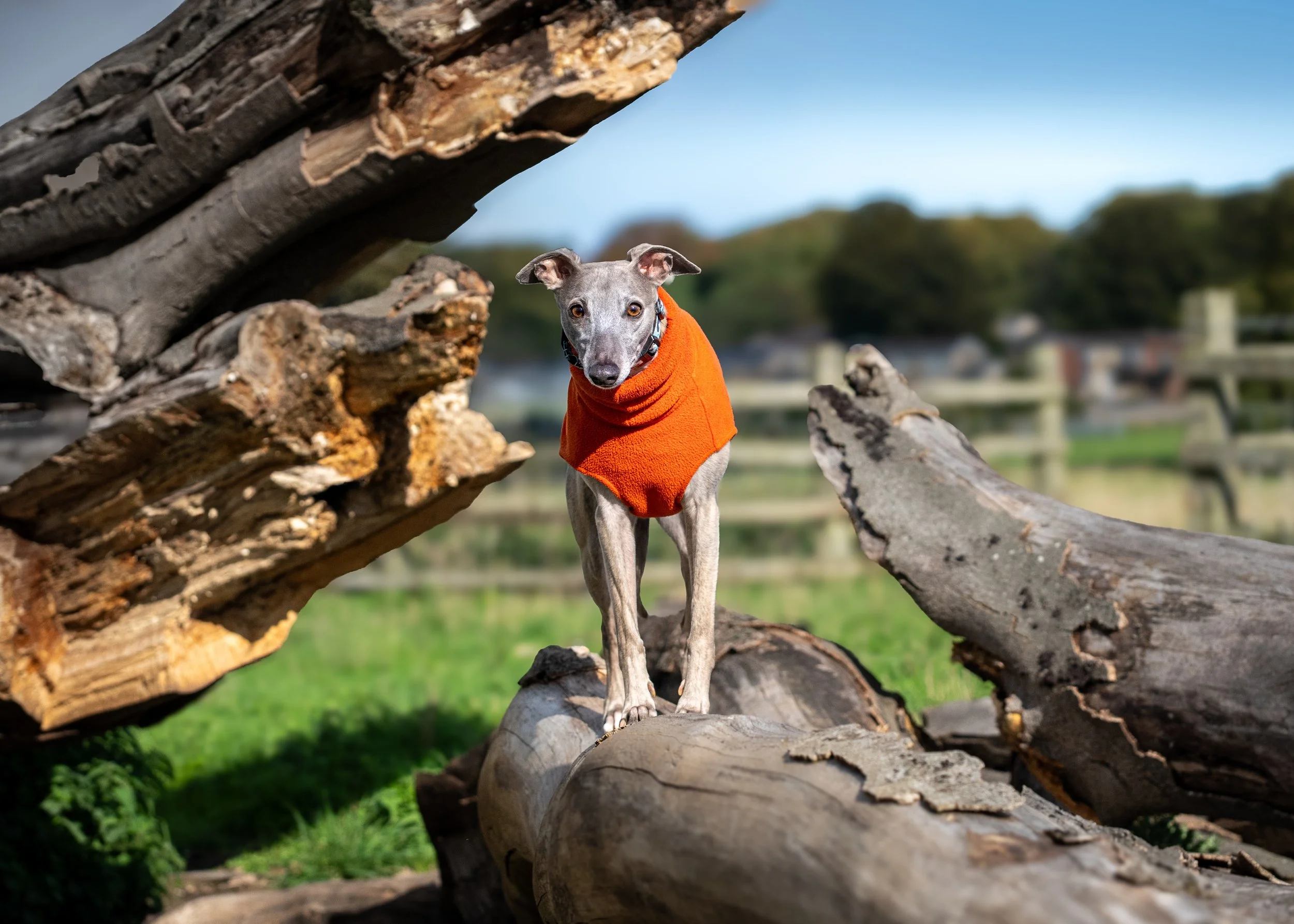 A small grey whippet dog wearing an orange sweater standing on logs outdoors, with green grass and trees in the background.